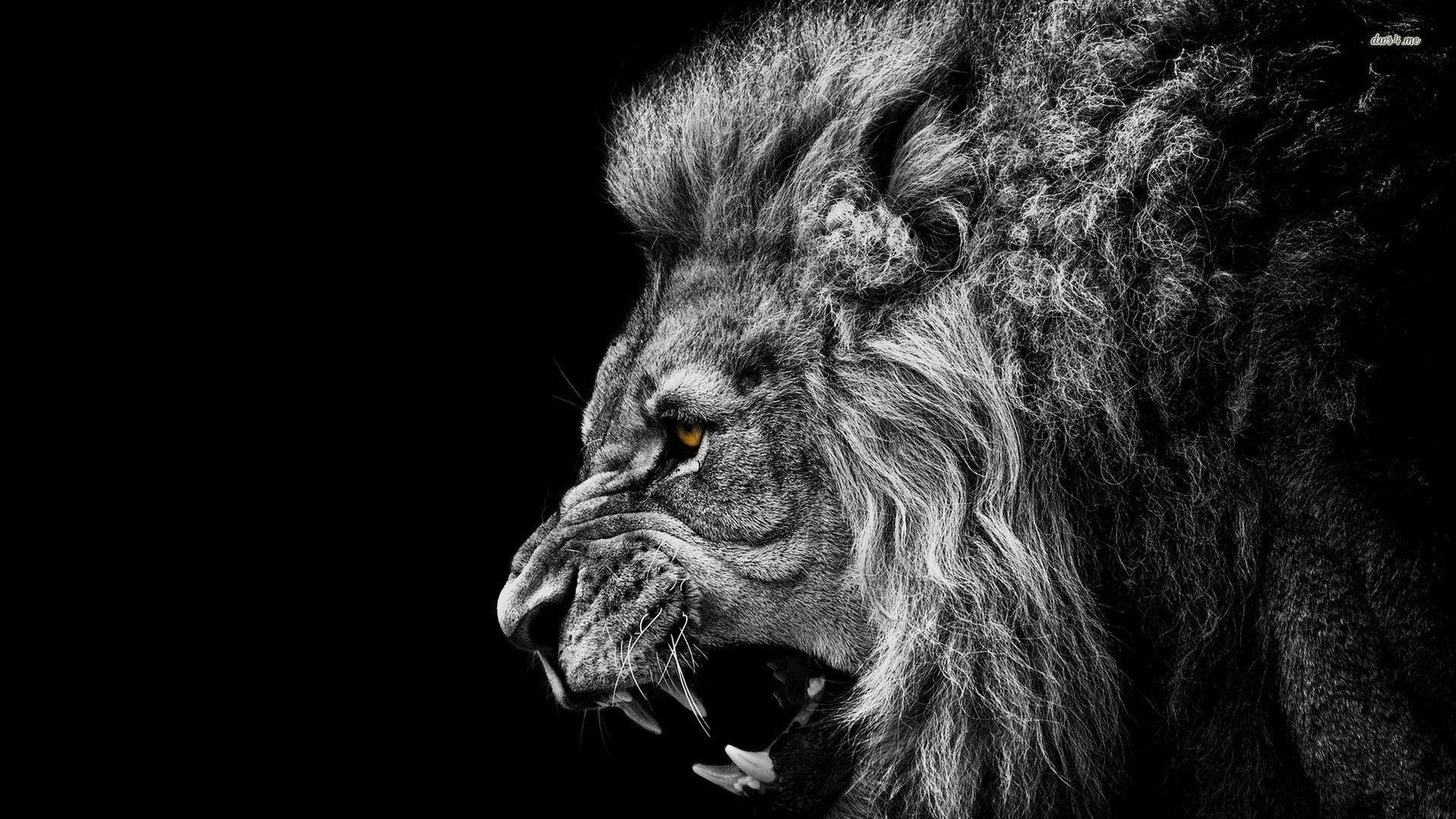 1920x1080 Roaring Lion Wallpaper, Desktop