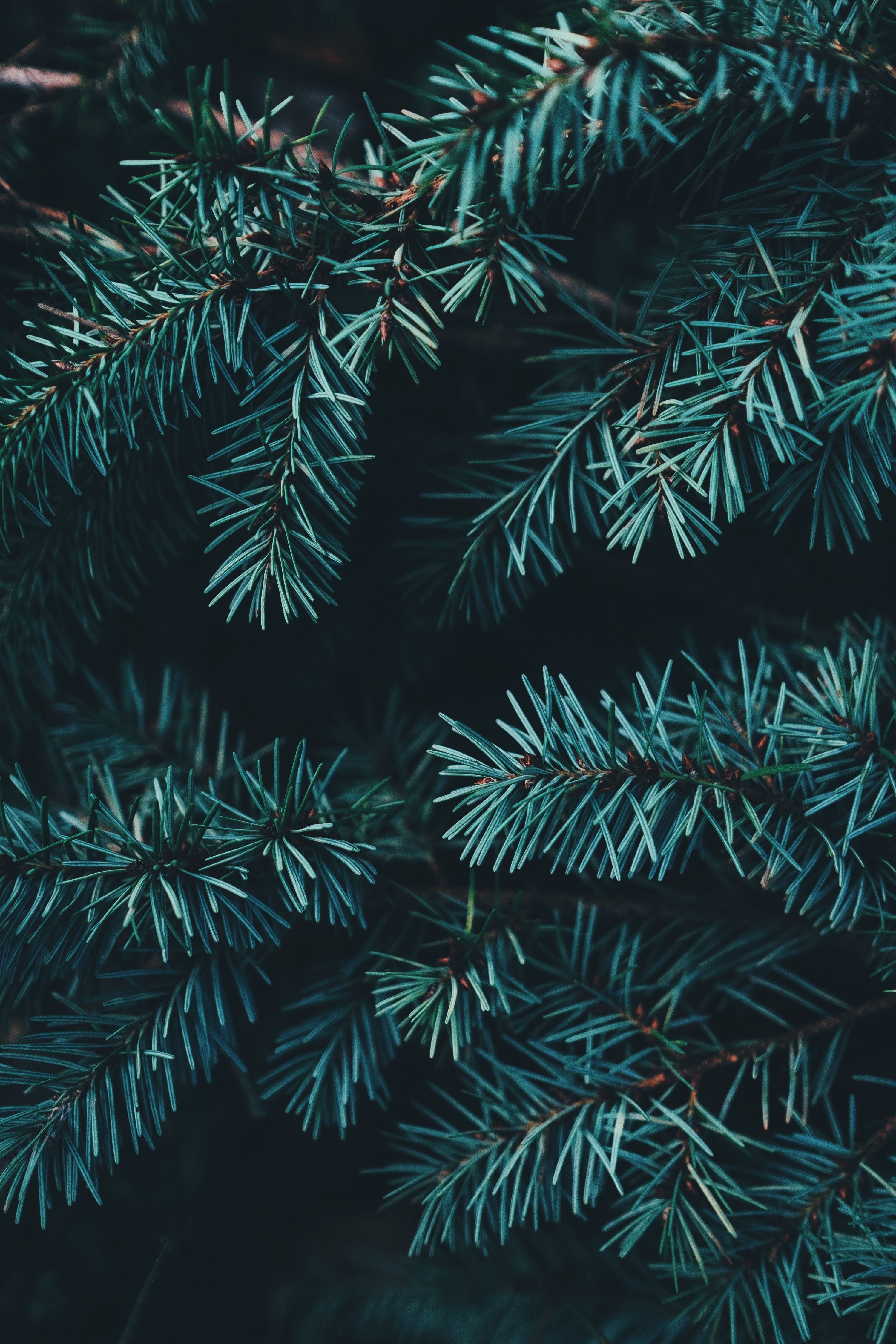 3000x4500 Christmas Wallpaper: Free HD Download [HQ], Phone