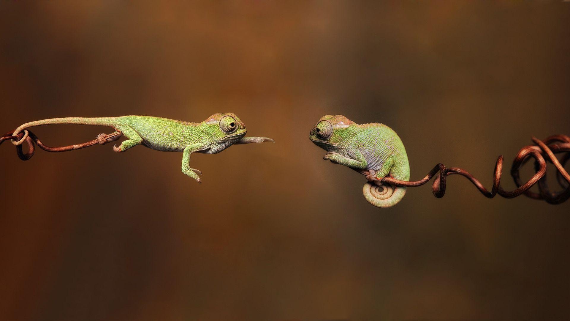 1920x1080 Reptiles Desktop Wallpaper. Reptiles HD Image, Desktop