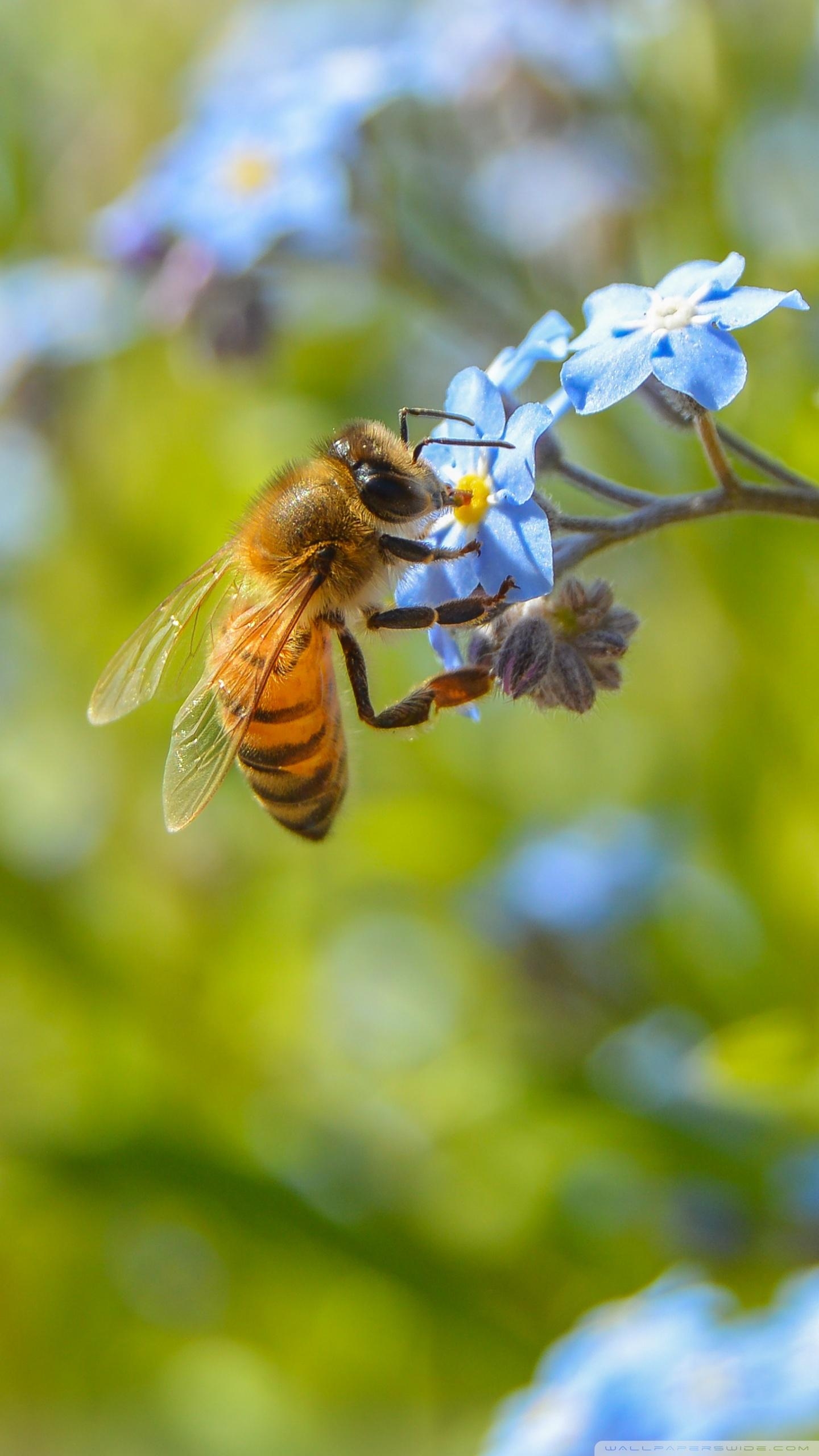 1440x2560 Amazing Bee ❤ 4K HD Desktop Wallpaper for • Wide & Ultra Widescreen, Phone