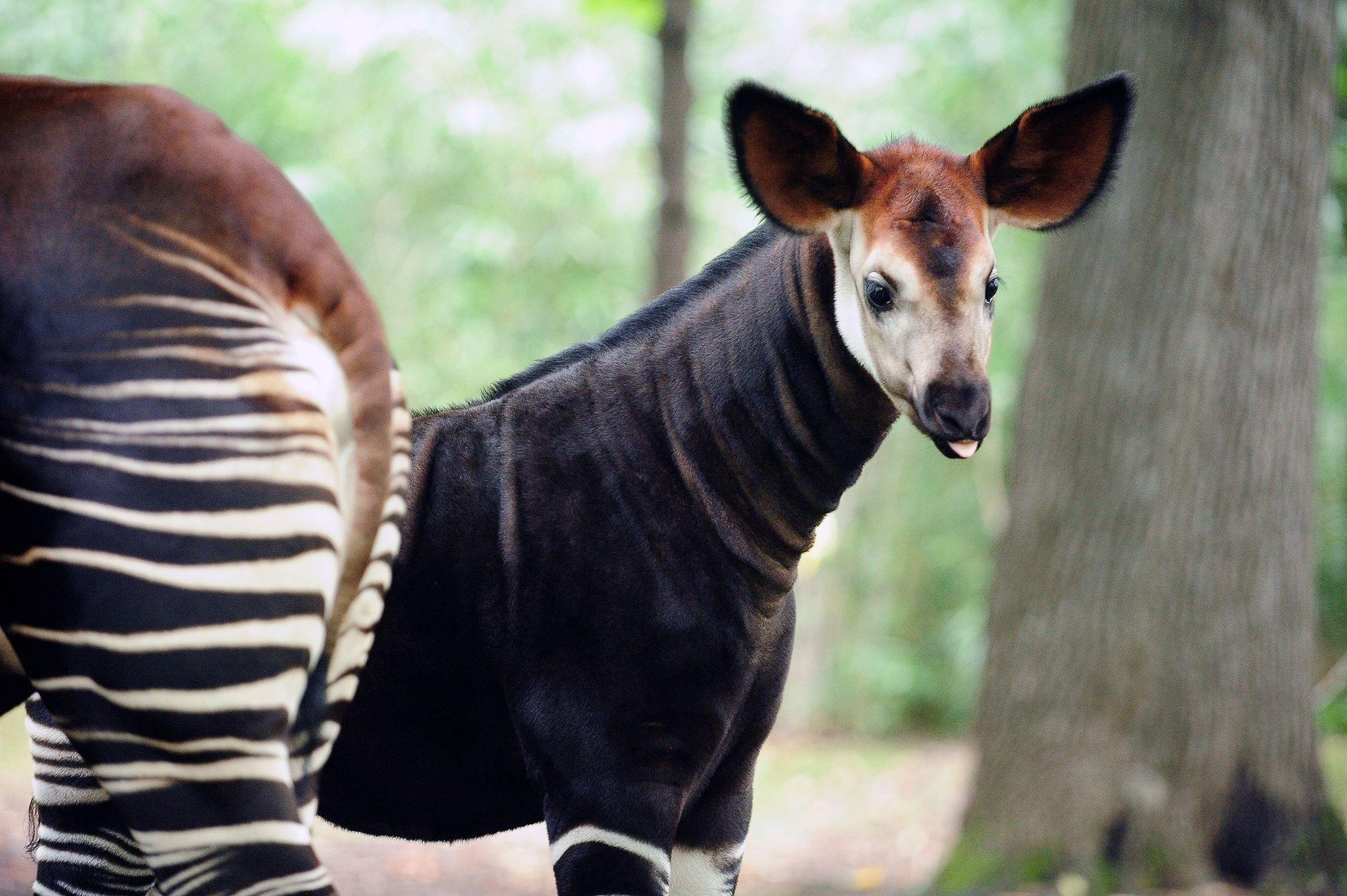 2000x1340 Okapi Wallpaper High Quality, Desktop