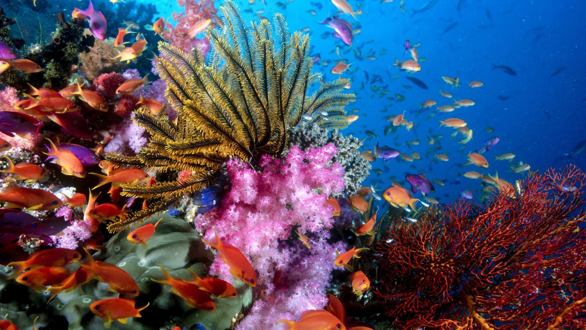 1920x1080 Coral Reef Wallpaper Phone #U43, Desktop