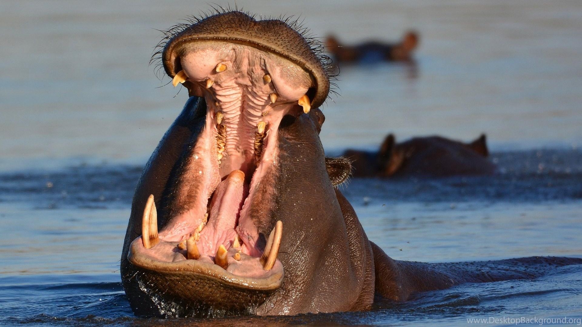 1920x1080 Hippopotamus Hippo (2) Wallpaper Desktop Background, Desktop