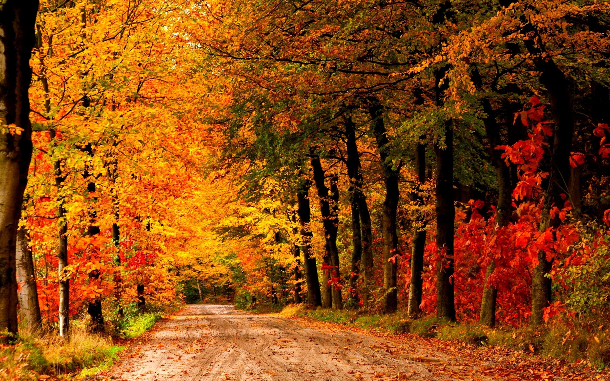 2560x1600 Autumn Scenes Wallpaper, Desktop