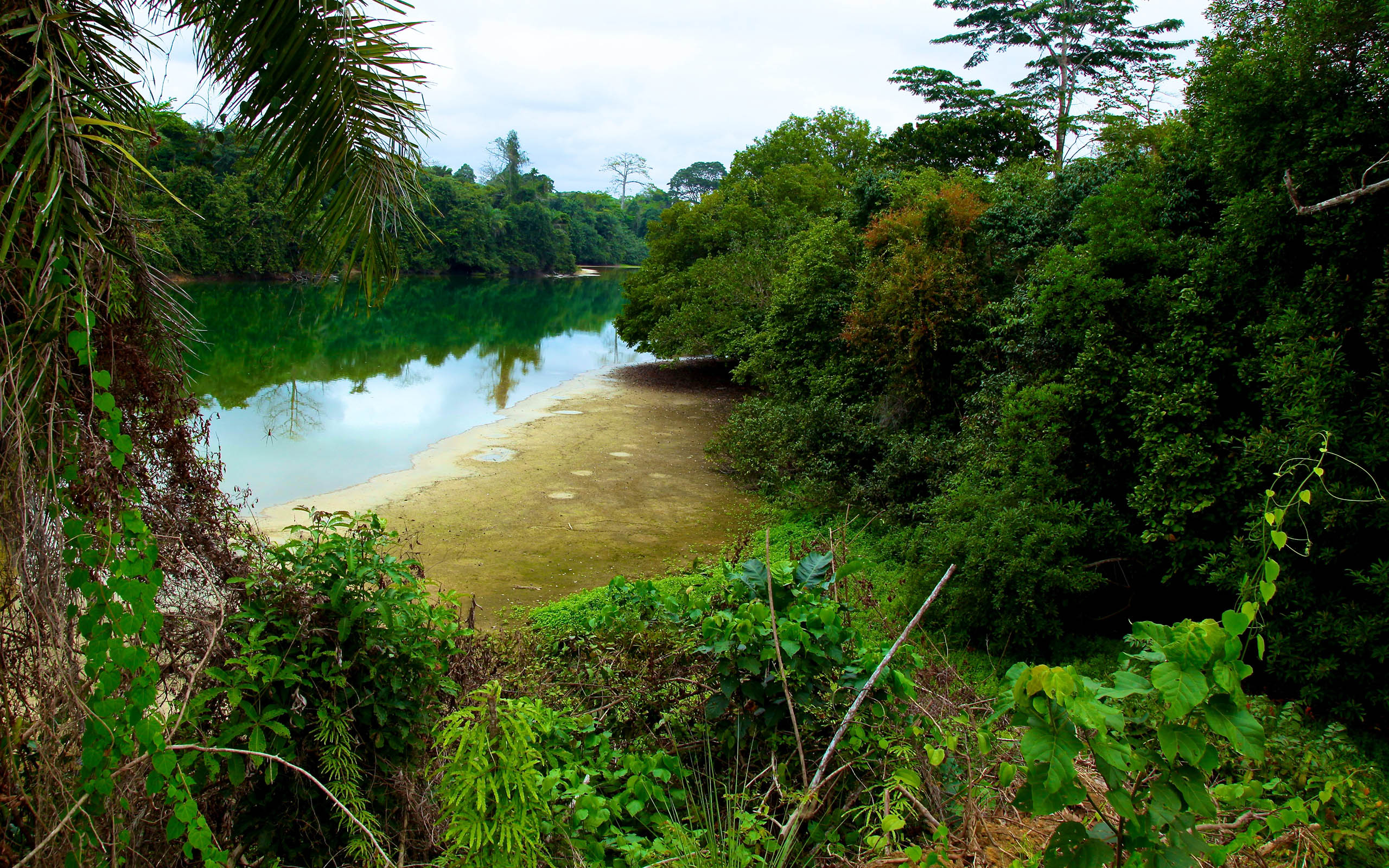 2560x1600 Gabon nature #wallpaper, Desktop