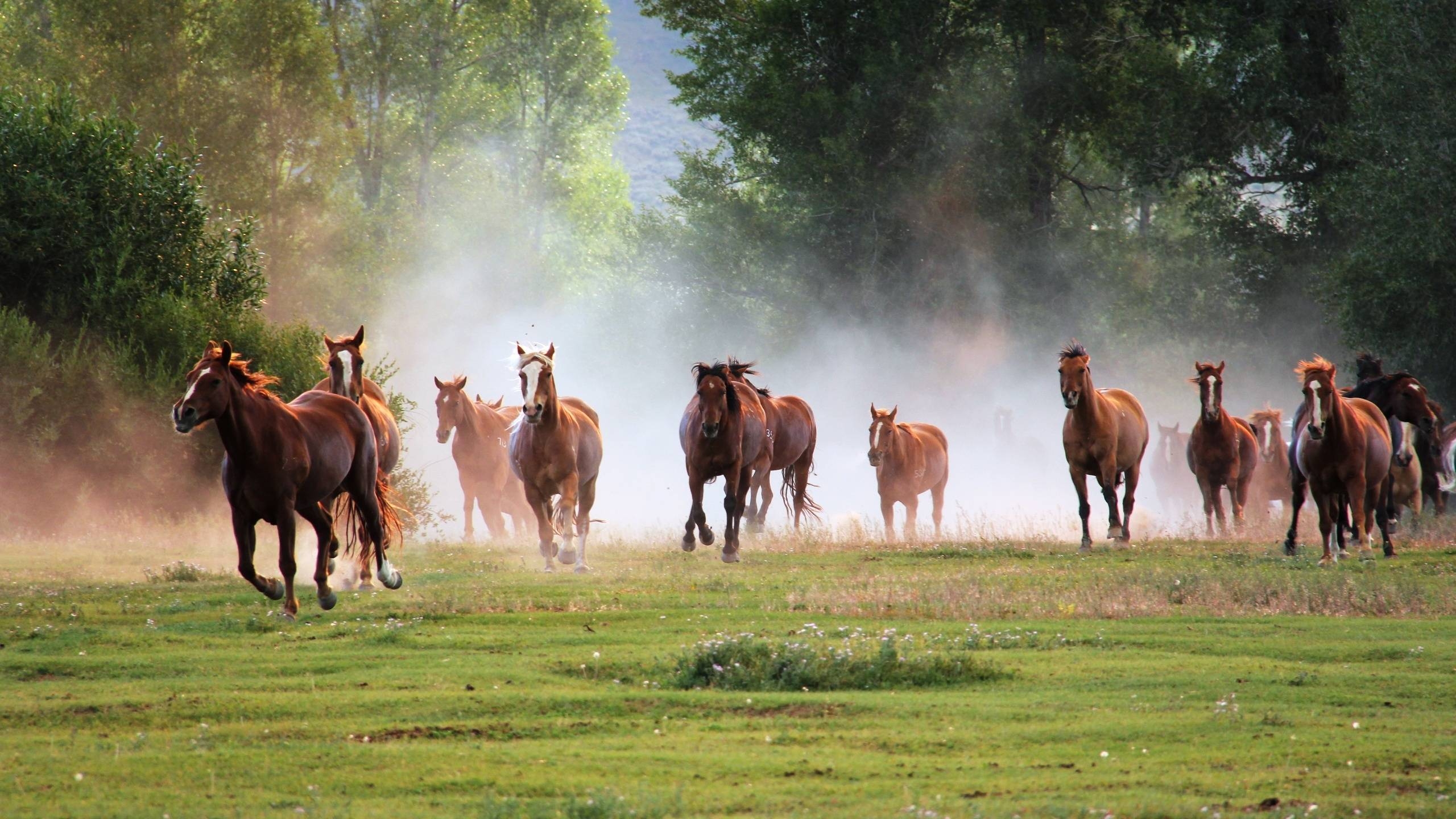 2560x1440 Running Black Horse Wallpaper 2560x1600 9363 Full HD Wallpaper, Desktop