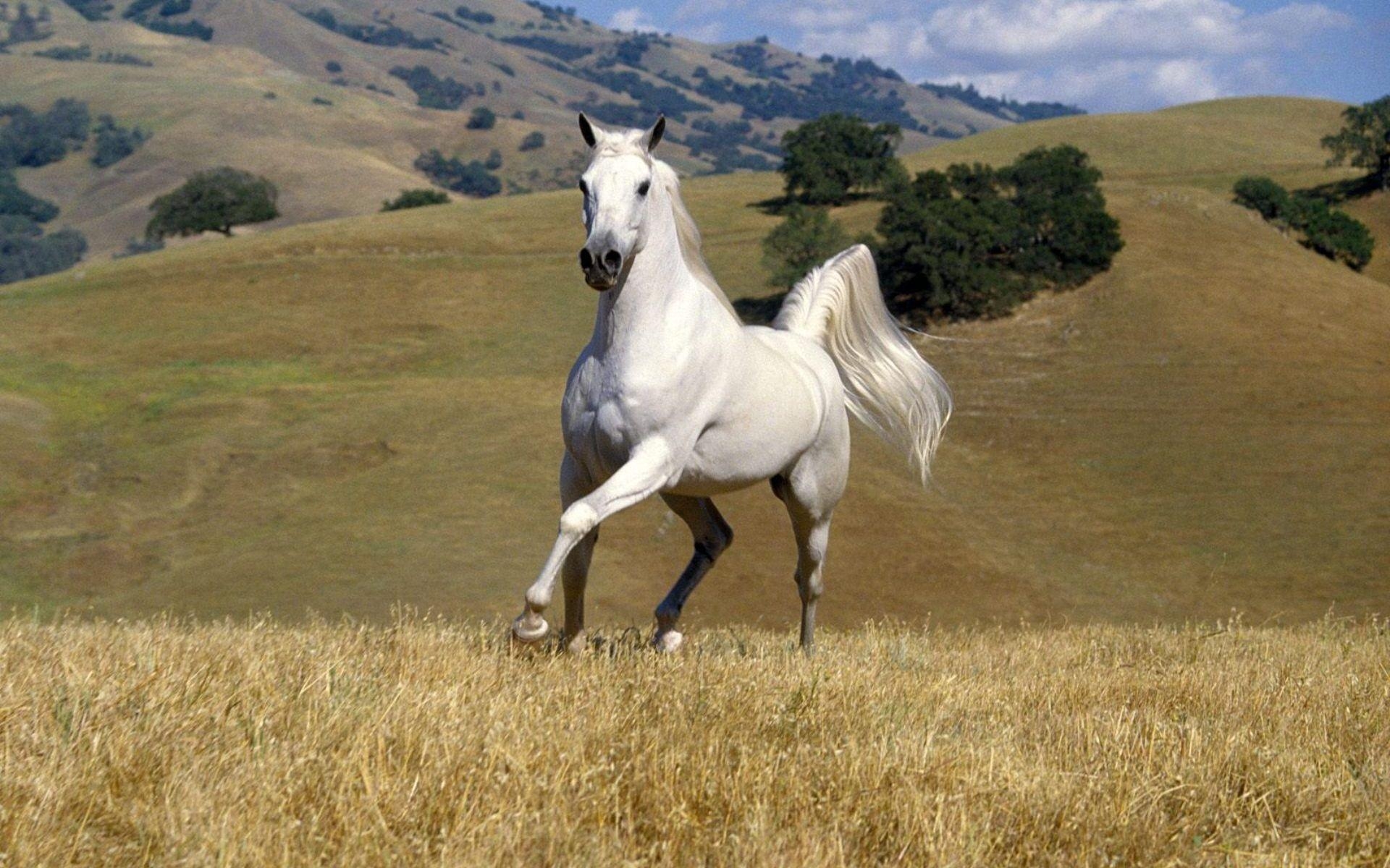 1920x1200 White Horse Wallpaper, Picture, Image, Desktop