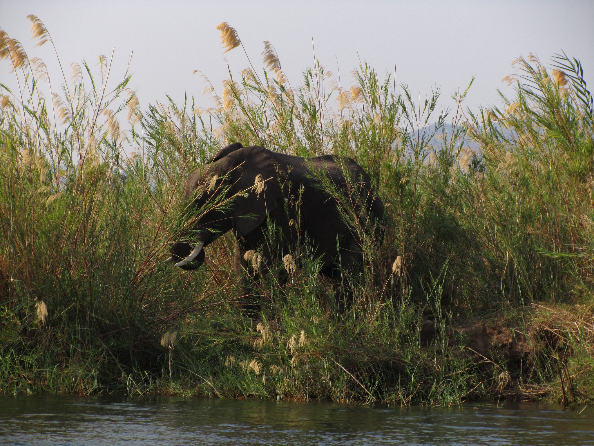 2050x1540 Zambia, Lower Zambezi National Park, Desktop