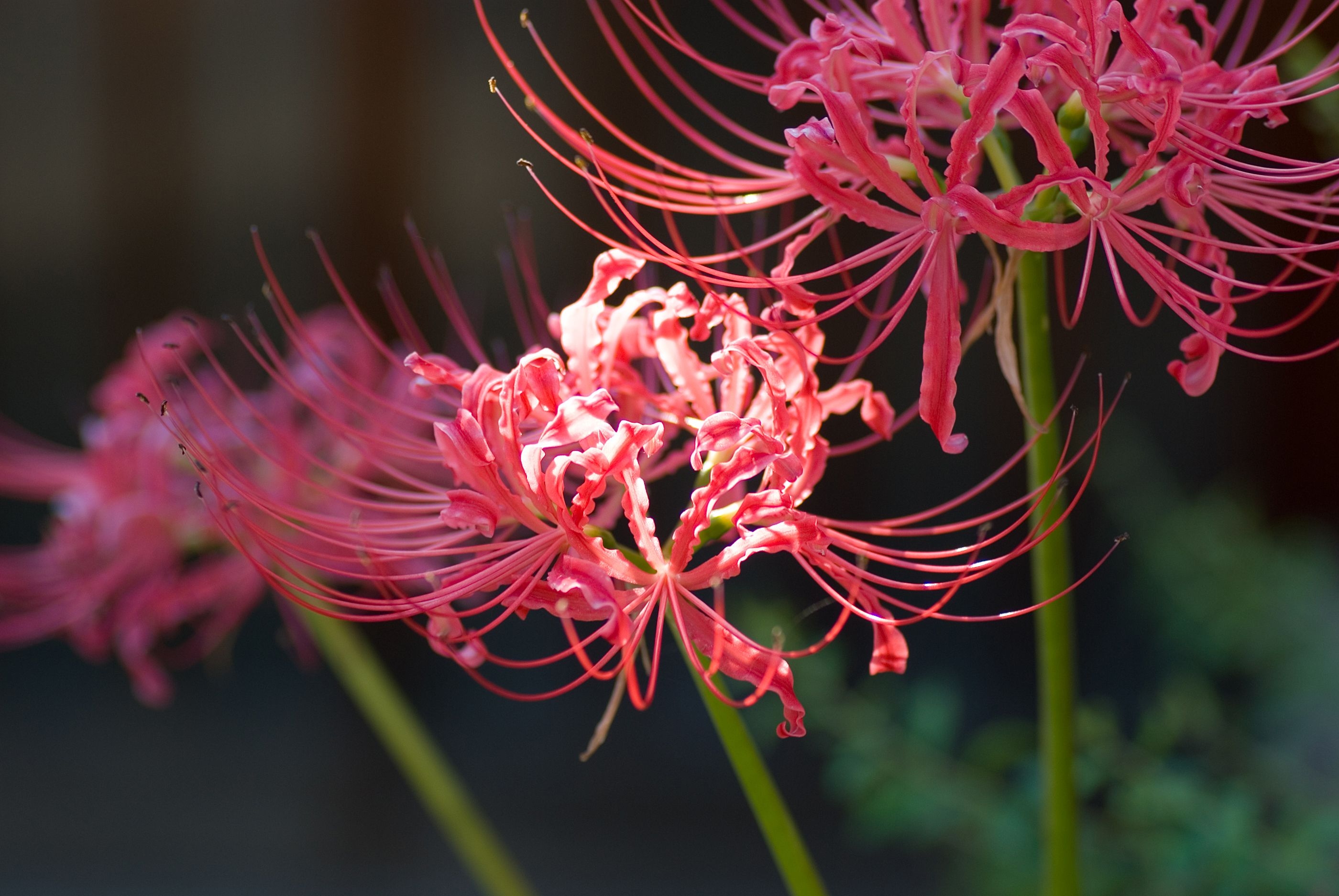 2800x1880 Red spider lily October 2007 Osaka, Desktop