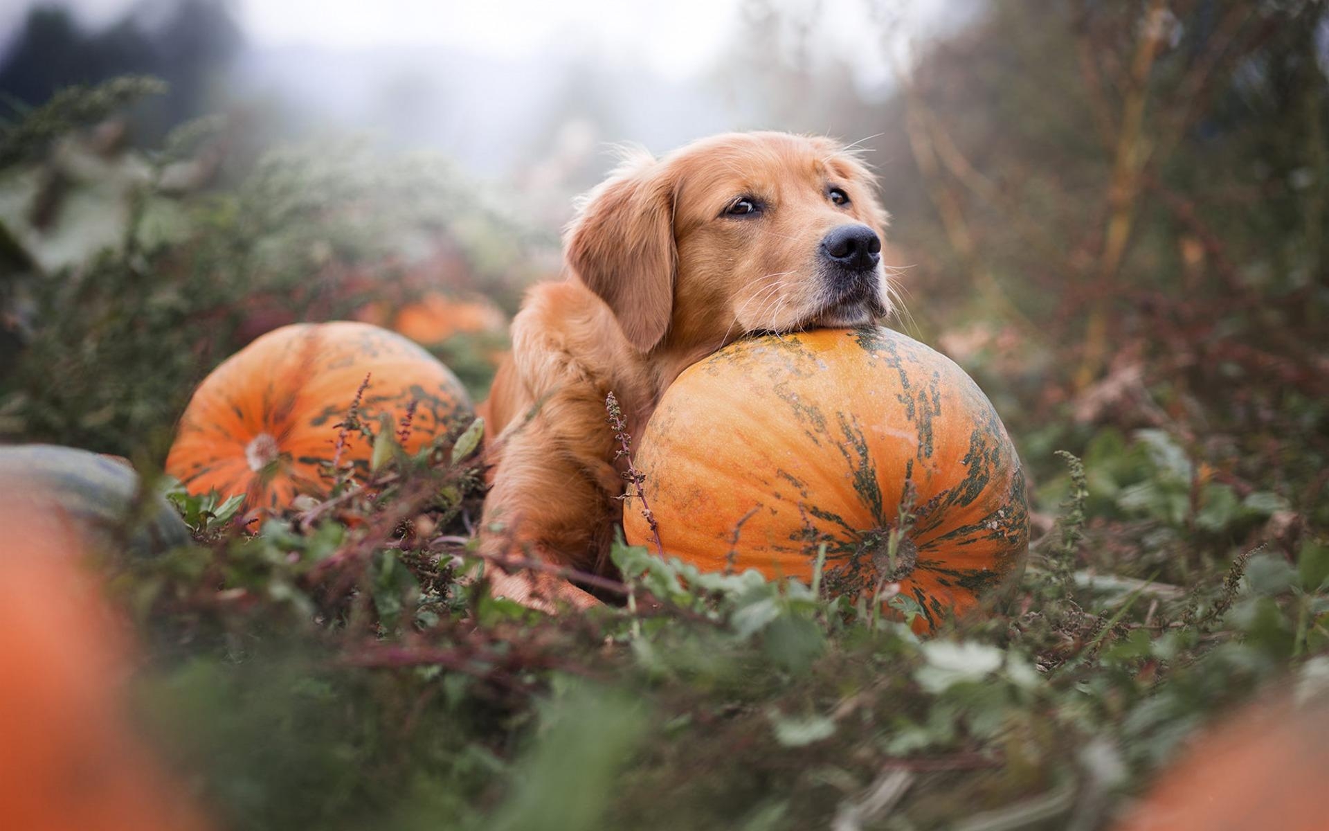 1920x1200 Download wallpaper Labrador Retriever, Large Brown Dog, Pet, Pumpkin, Garden, Halloween, Autumn, Golden Retriever, Dogs for desktop with resolution. High Quality HD picture wallpaper, Desktop