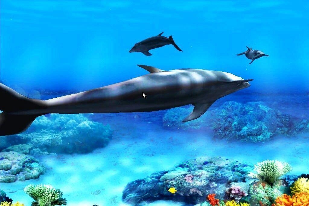 1030x690 Beautiful Free Living Dolphins Wallpaper Three Dolphins, Desktop