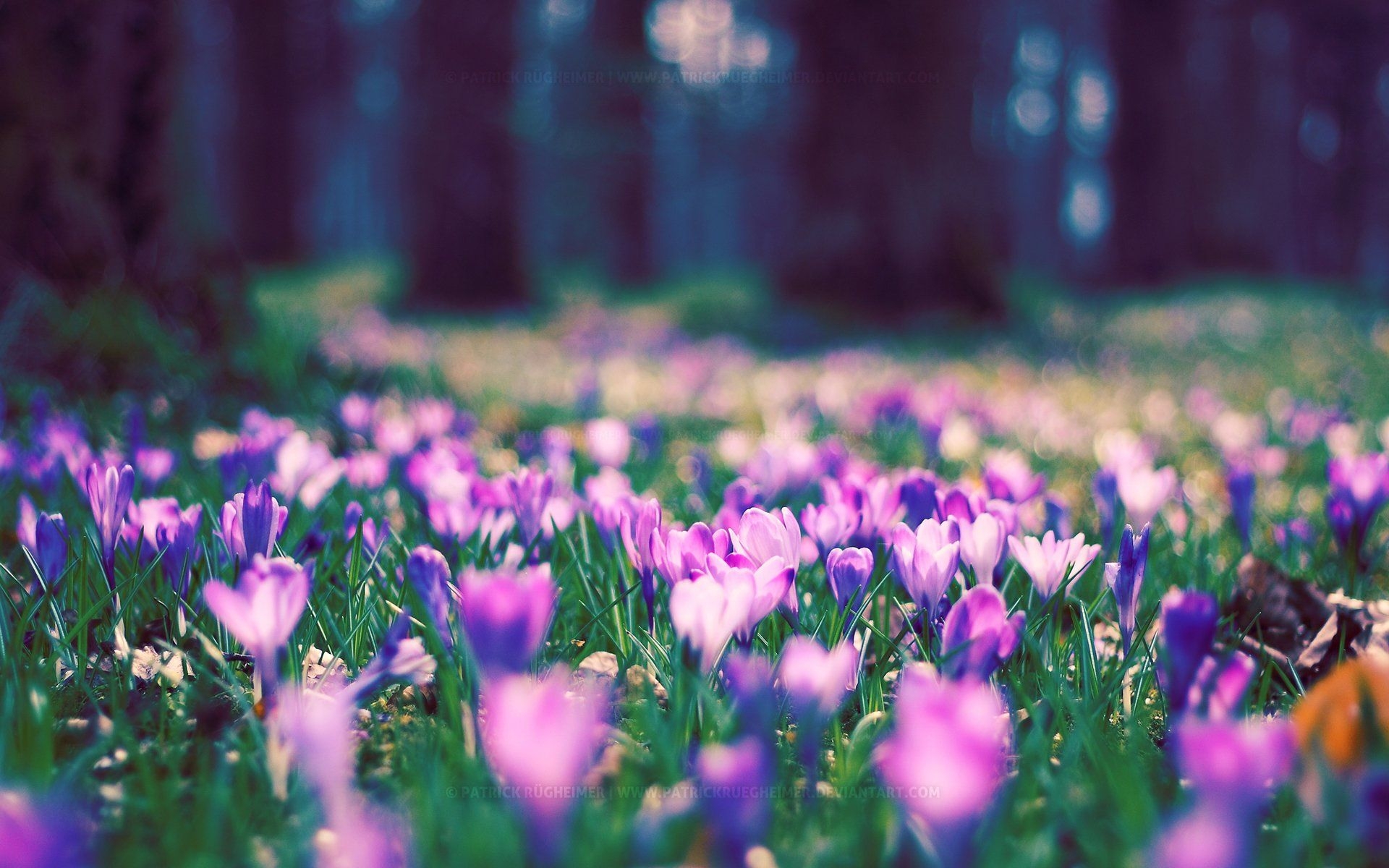 1920x1200 Spring Wallpaper for Facebook, Desktop