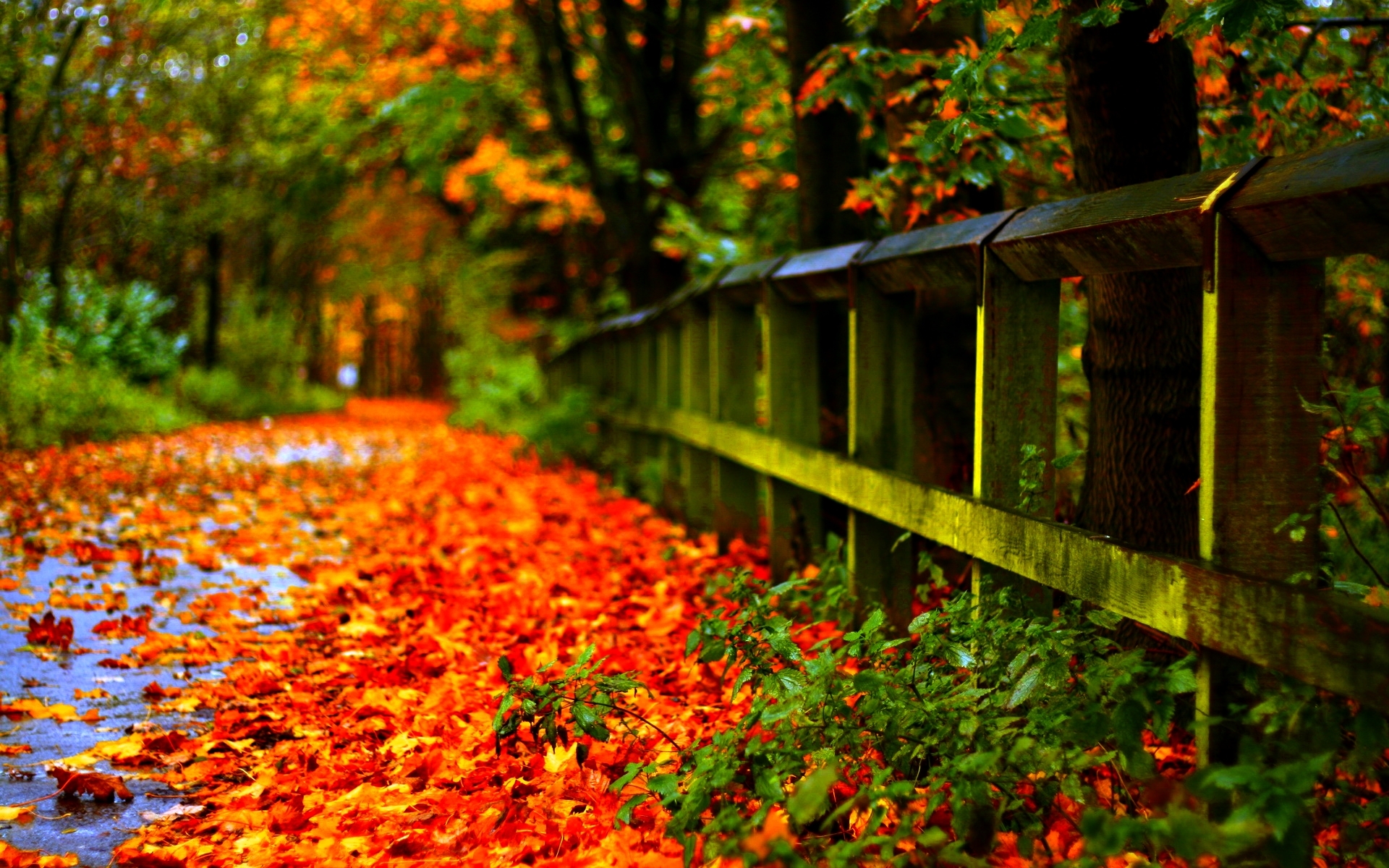 1920x1200 Fall Leaves Wallpaper High Resolution Image, Desktop