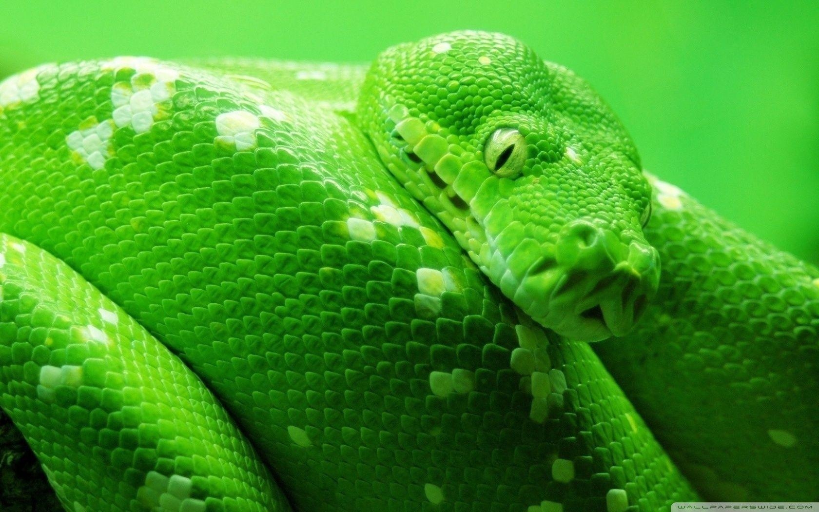 1680x1050 Green Boa Snake ❤ 4K HD Desktop Wallpaper for 4K Ultra HD TV • Wide, Desktop