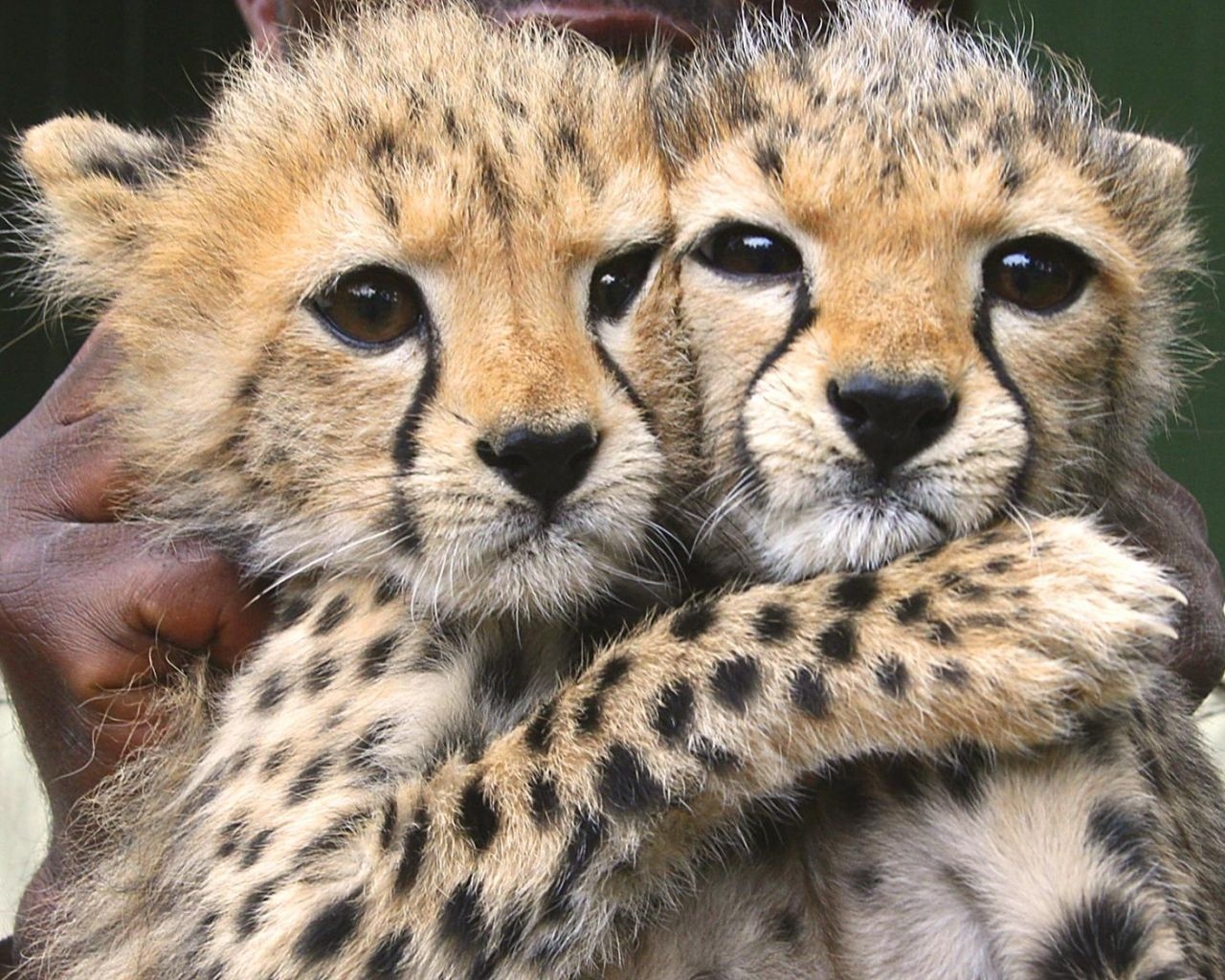 1280x1030 Cute Cheetah Wallpaper Free Cute Cheetah Background, Desktop