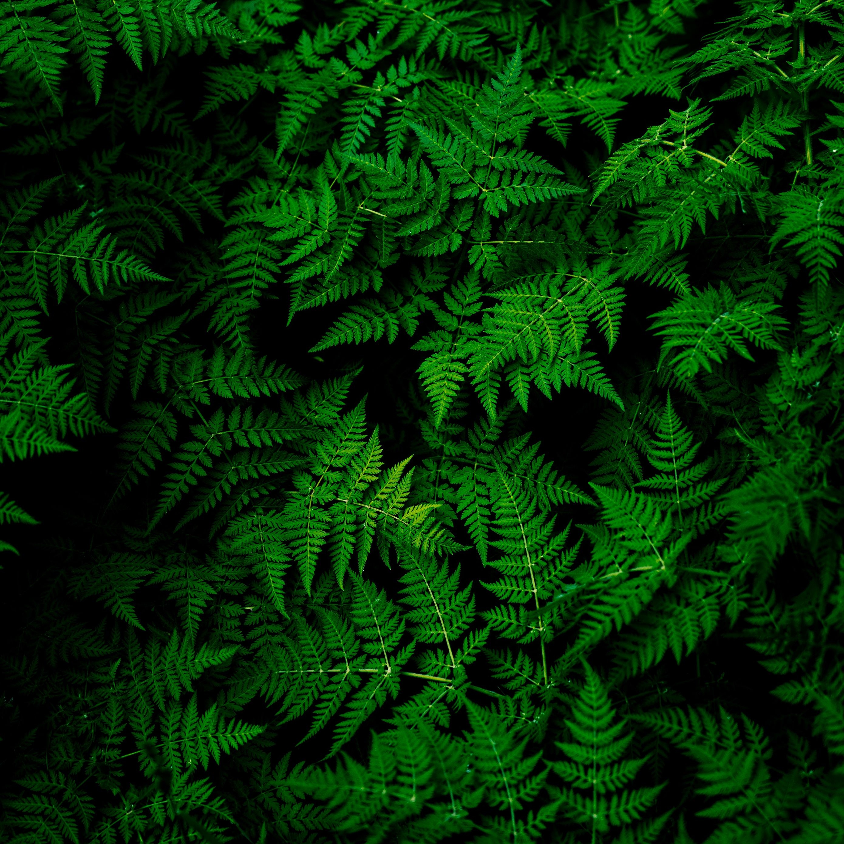 2780x2780 Download wallpaper  leaves, plant, green ipad air, ipad air ipad ipad ipad mini ipad mini ipad mini ipad pro 9.7 for parallax HD background, Phone