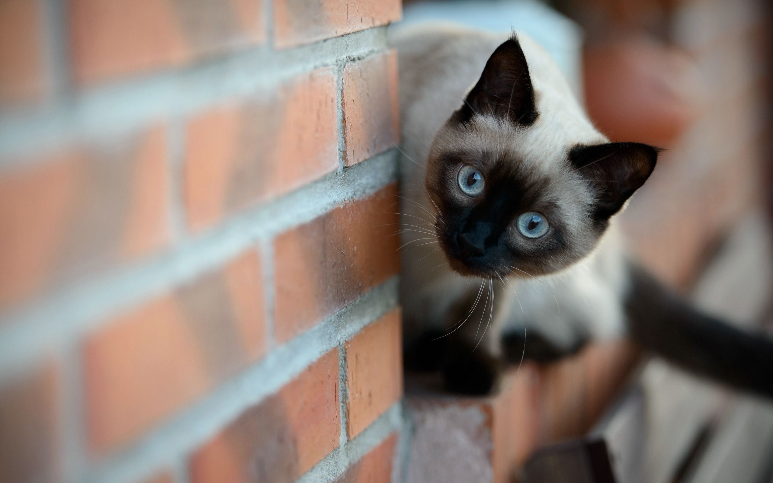 2560x1600 Siamese Cat Wallpaper Free Siamese Cat Background, Desktop