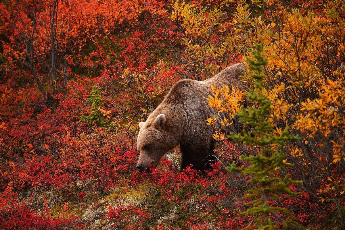 1200x810 High Quality Grizzly Bear Picture Wallpaper. Full HD Picture, Desktop