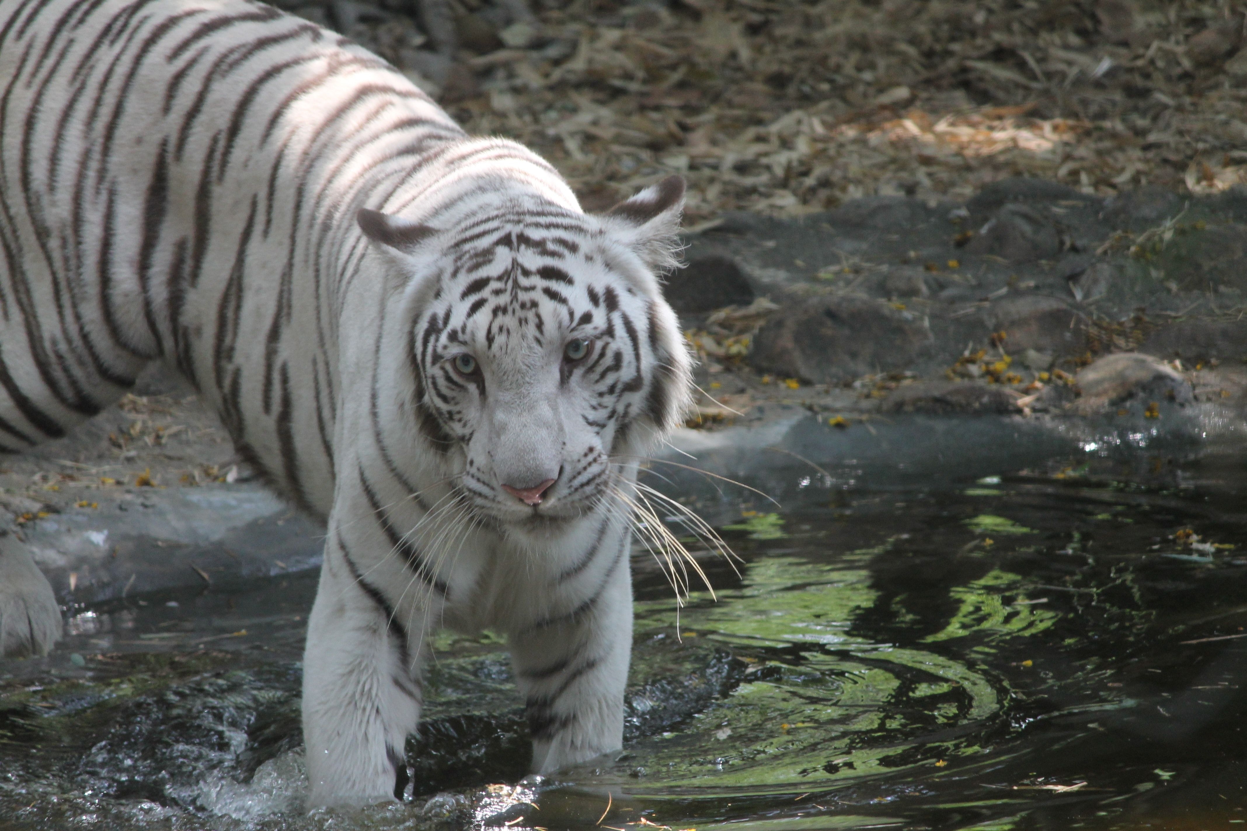 4280x2850 Gambar Keren Macan Putih Terbaik, Desktop