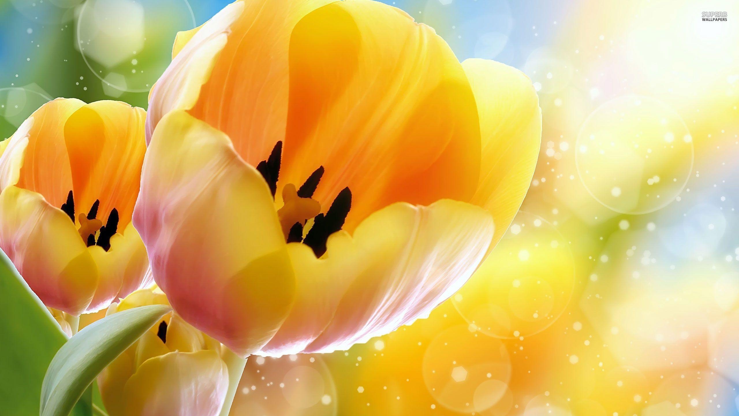 2560x1440 Tulip wallpaper, Desktop