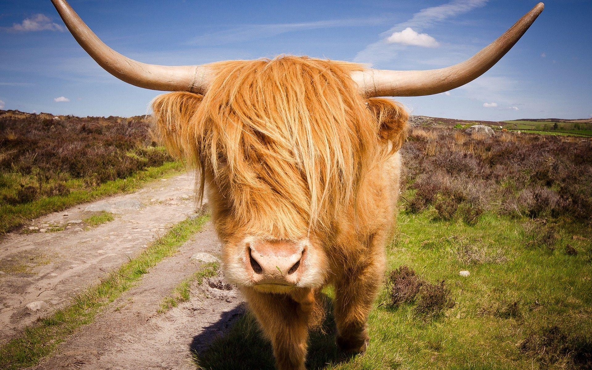 1920x1200 Highland Cattle HD Wallpaper and Background Image, Desktop