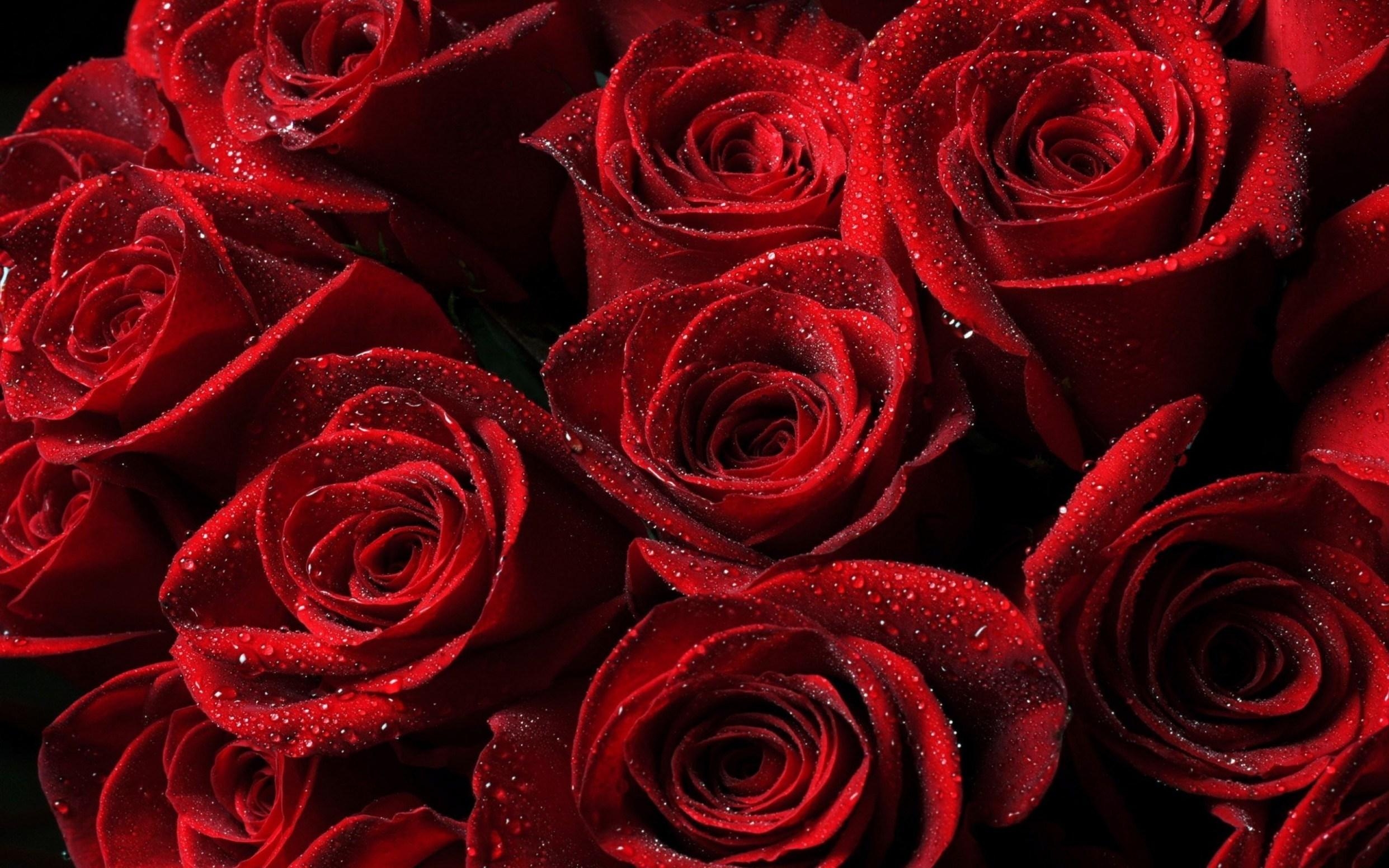 2490x1560 Red Roses Wallpaper background picture, Desktop