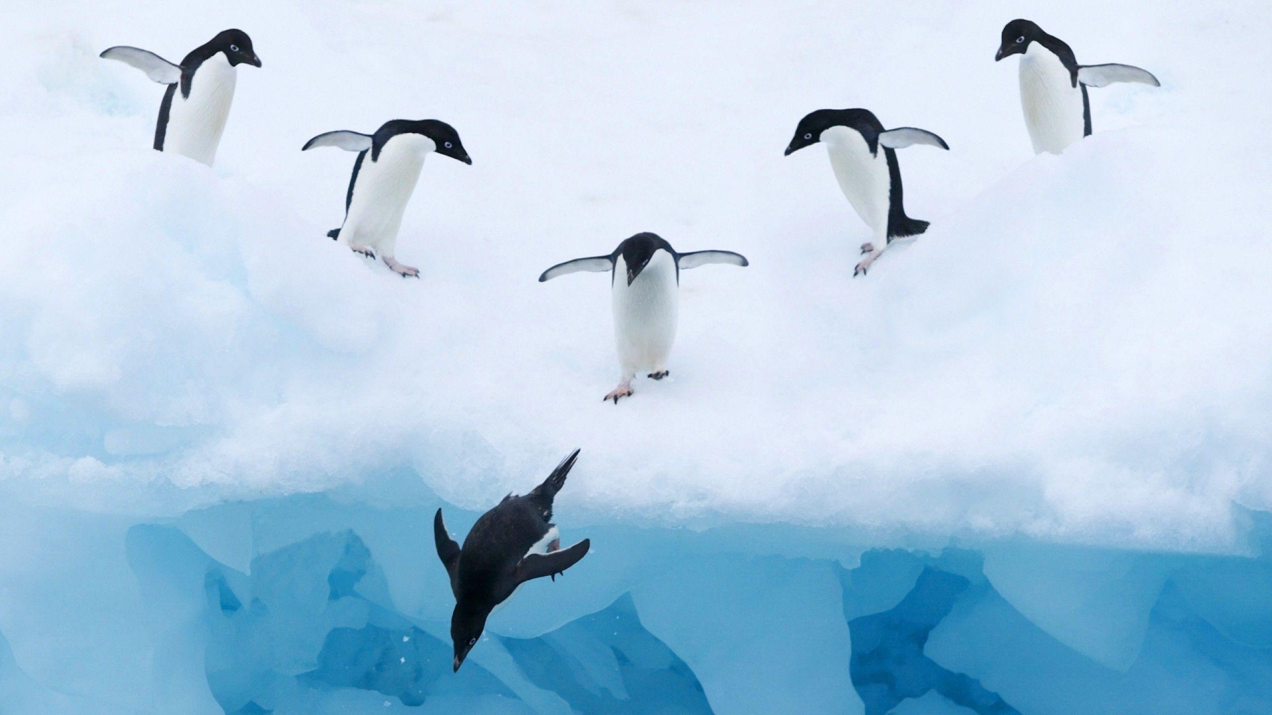 2560x1440 Penguin Wallpaper. Free Download Beautiful Birds HD Desktop Image, Desktop