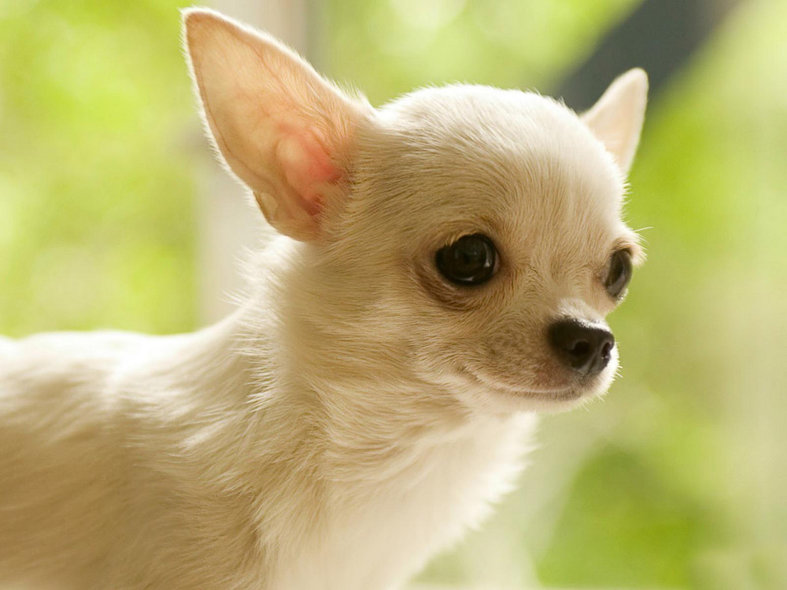 1600x1200 Chihuahua Wallpaper 14 X 1200, Desktop