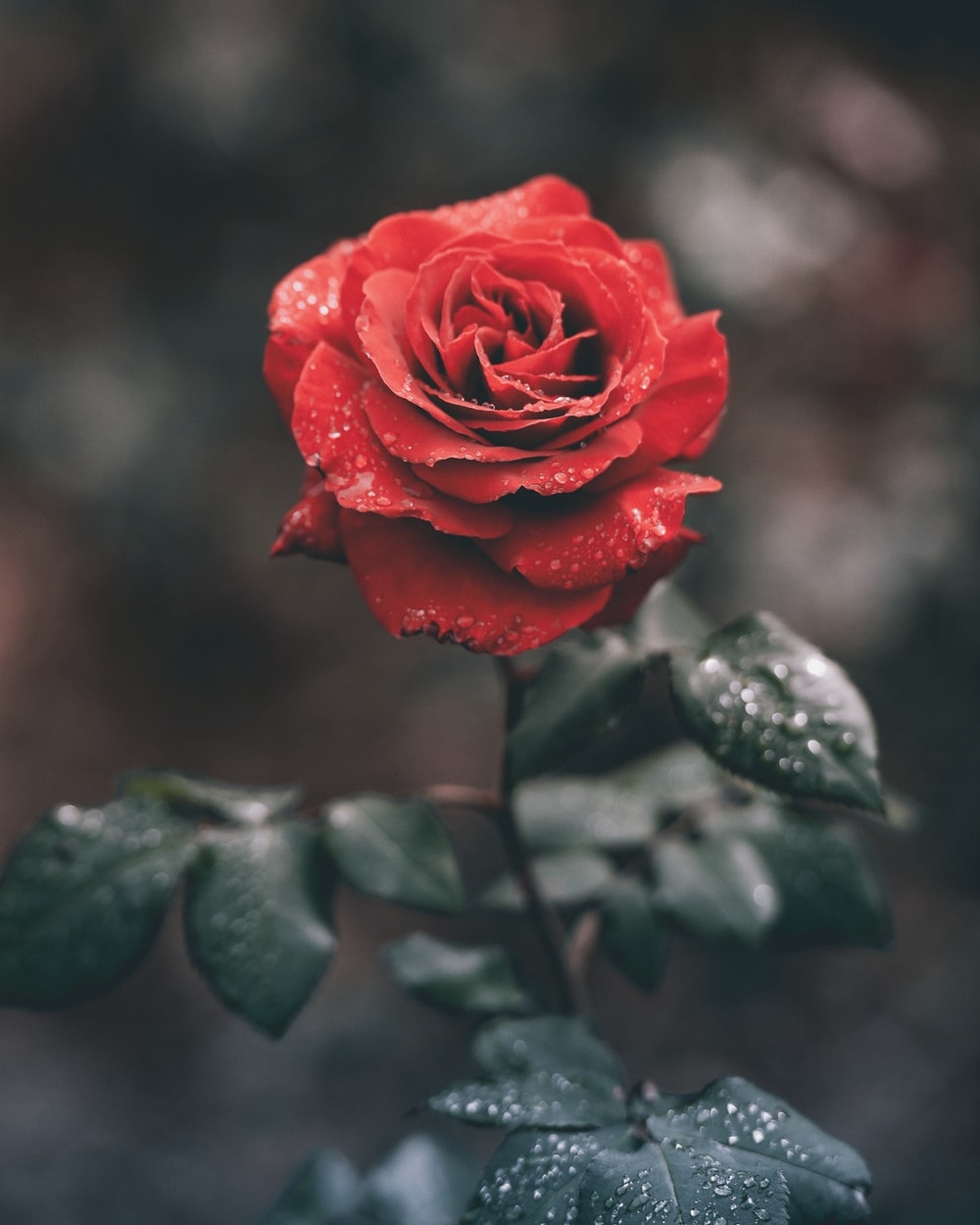 1000x1250 Rose Wallpaper: Free HD Download [HQ], Phone