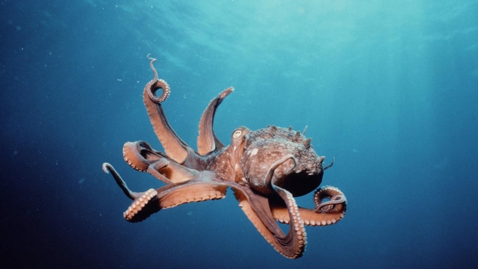 1600x900 Download wallpaper  octopus, suckers, tentacles, Desktop