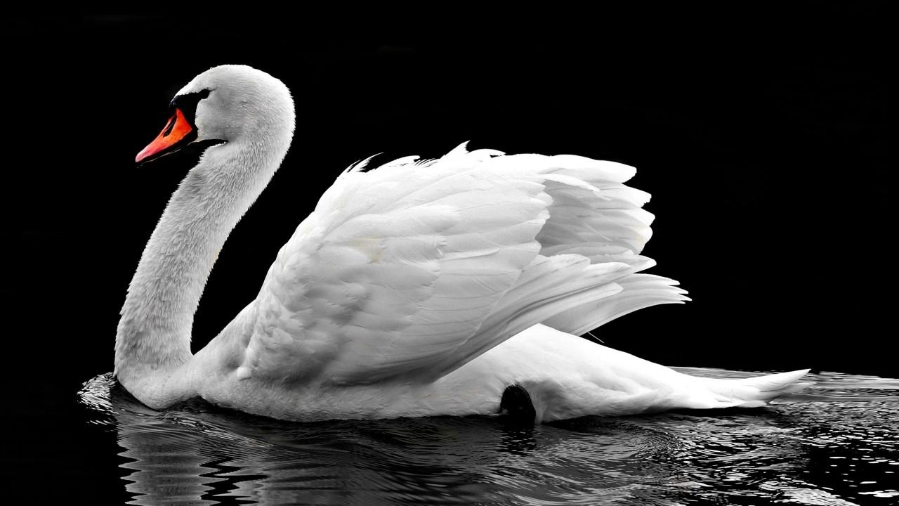 1280x720 Wallpaper White Swan, Lake, 4K, Animals, Desktop