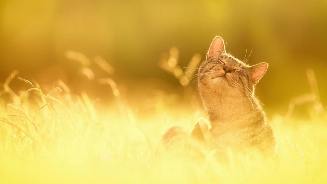 1250x700 Nature cat cute sunshine summer wallpaperx1080, Desktop