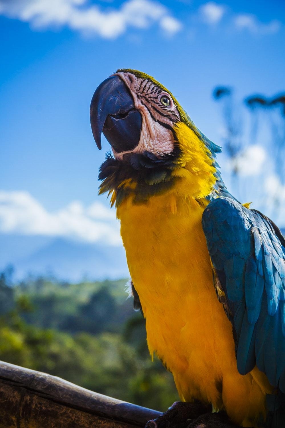 1000x1500 Macaw Picture [HD]. Download Free Image, Phone