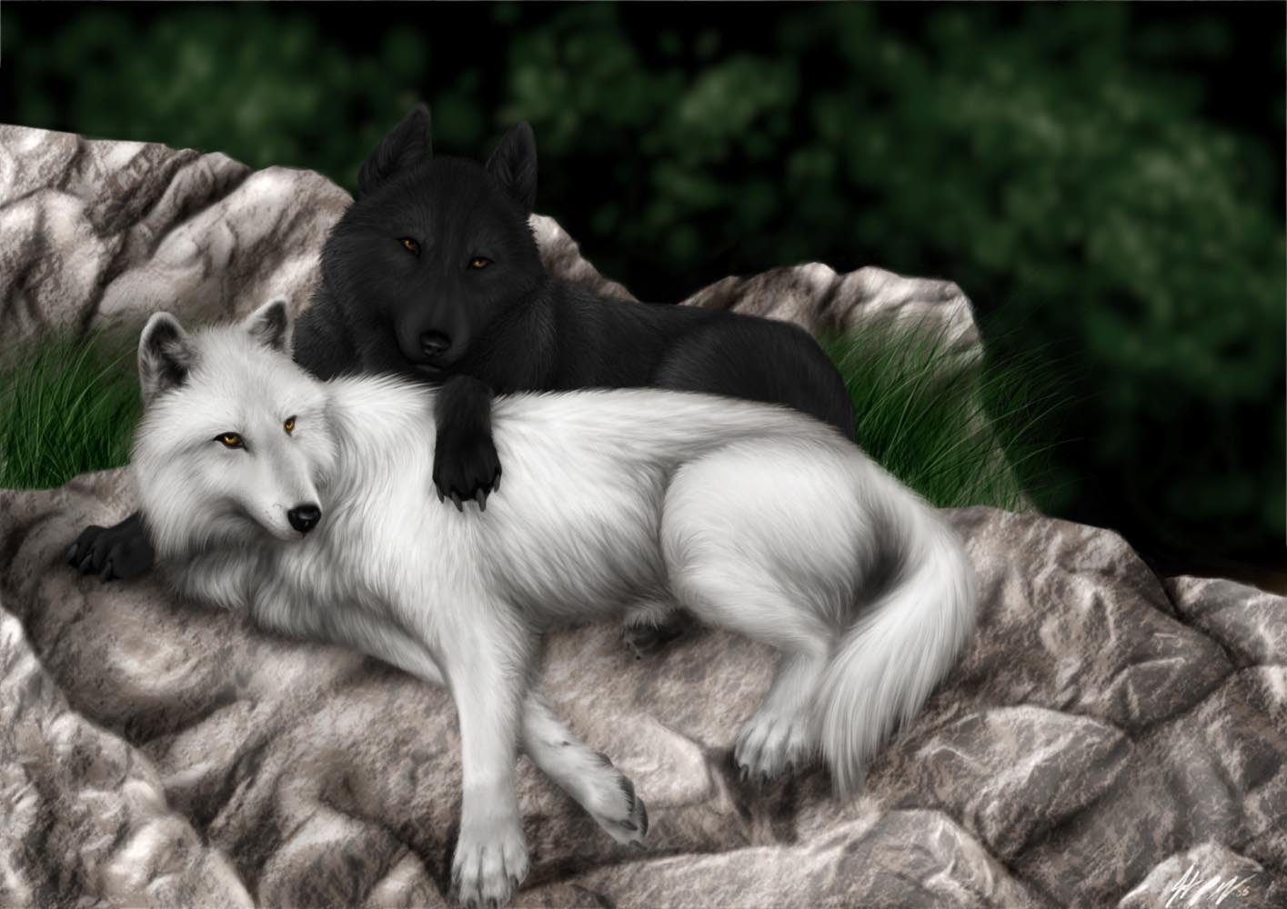 1420x1000 hd wallpaper black wolf and snow wolf 1415×1000 Definition, Desktop