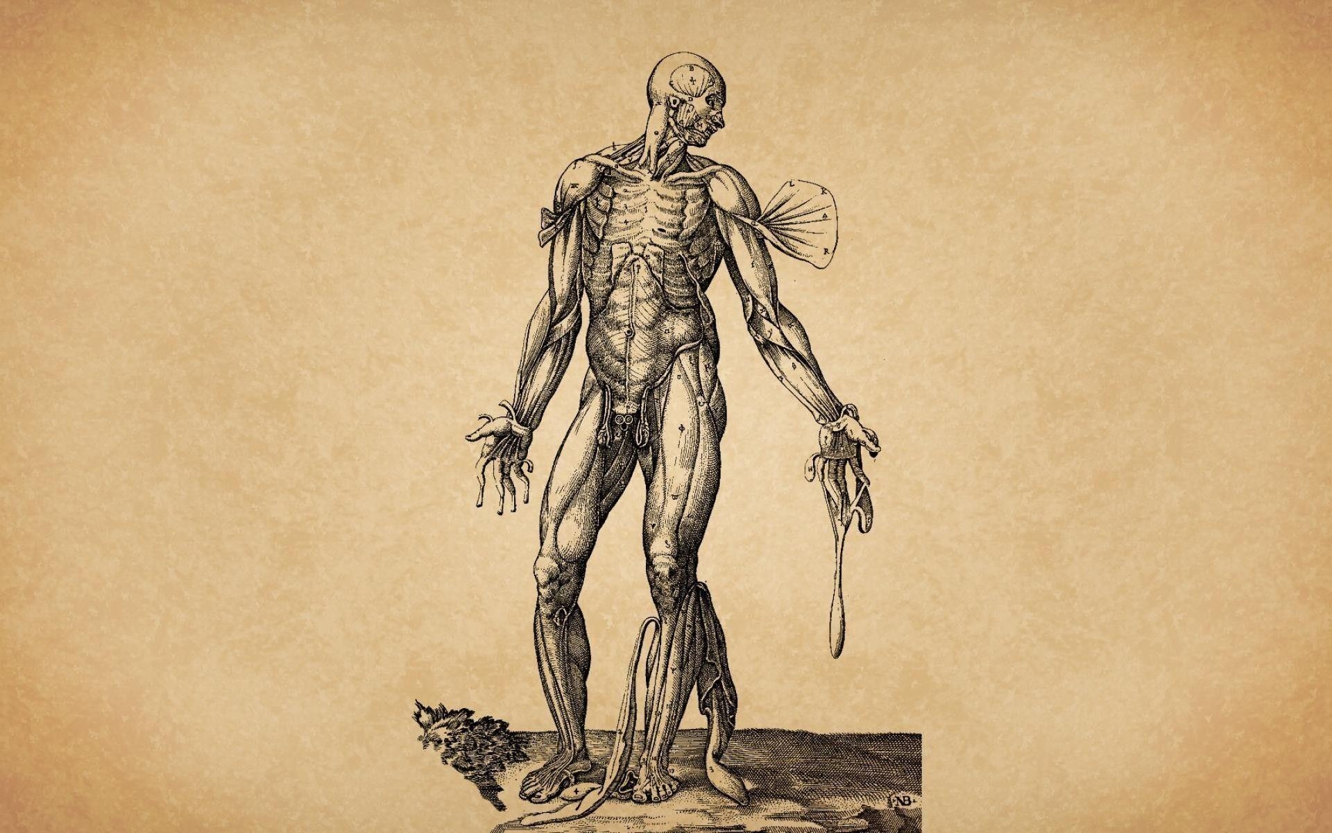 1920x1200 Human Anatomy Wallpaper, Desktop