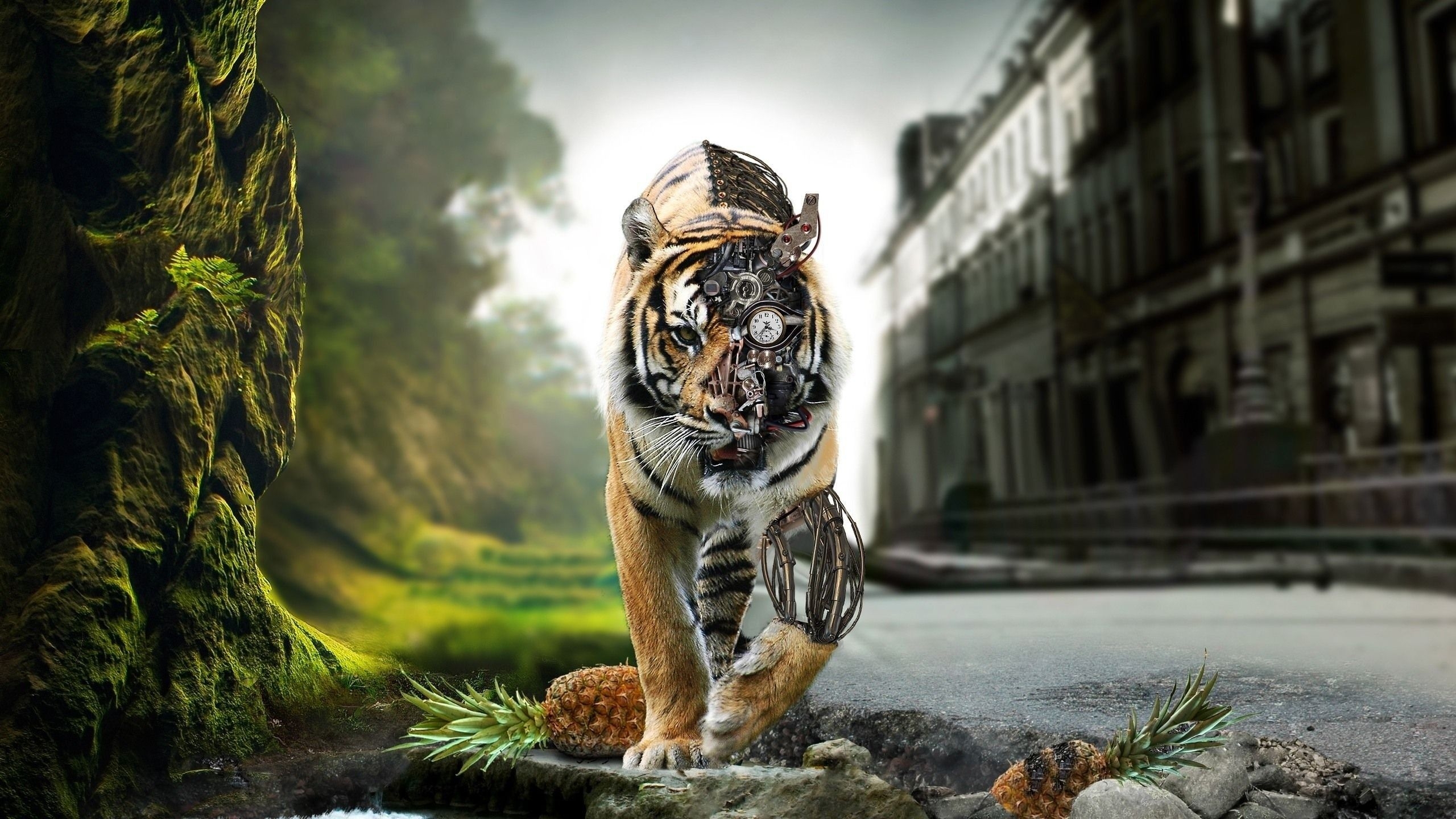 2560x1440 animals tigers  wallpaper High Quality Wallpaper, High Definition Wallpaper, Desktop