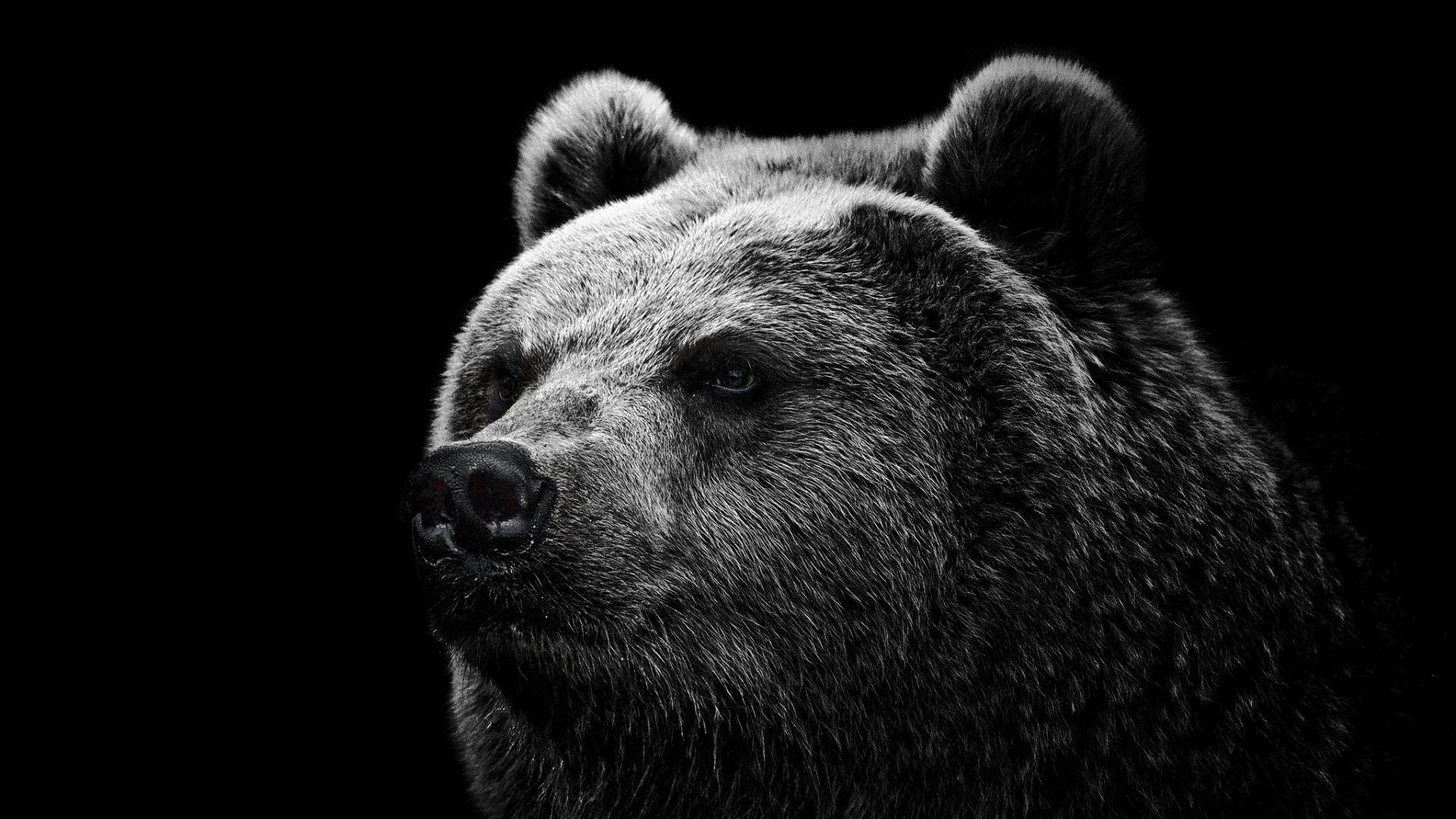 1920x1080 Full HD 1080p Bear Wallpaper HD, Desktop Background, Desktop