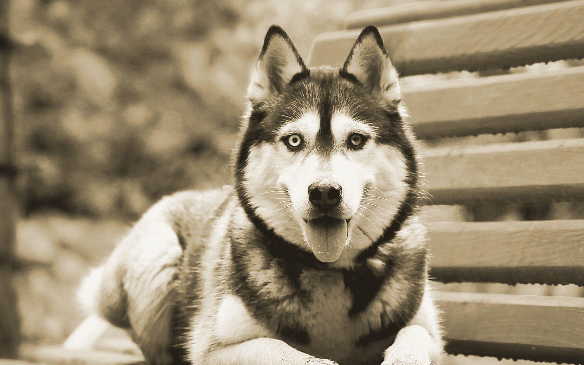 1920x1200 Siberian Husky Wallpaper 20782  px HDWallSource, Desktop