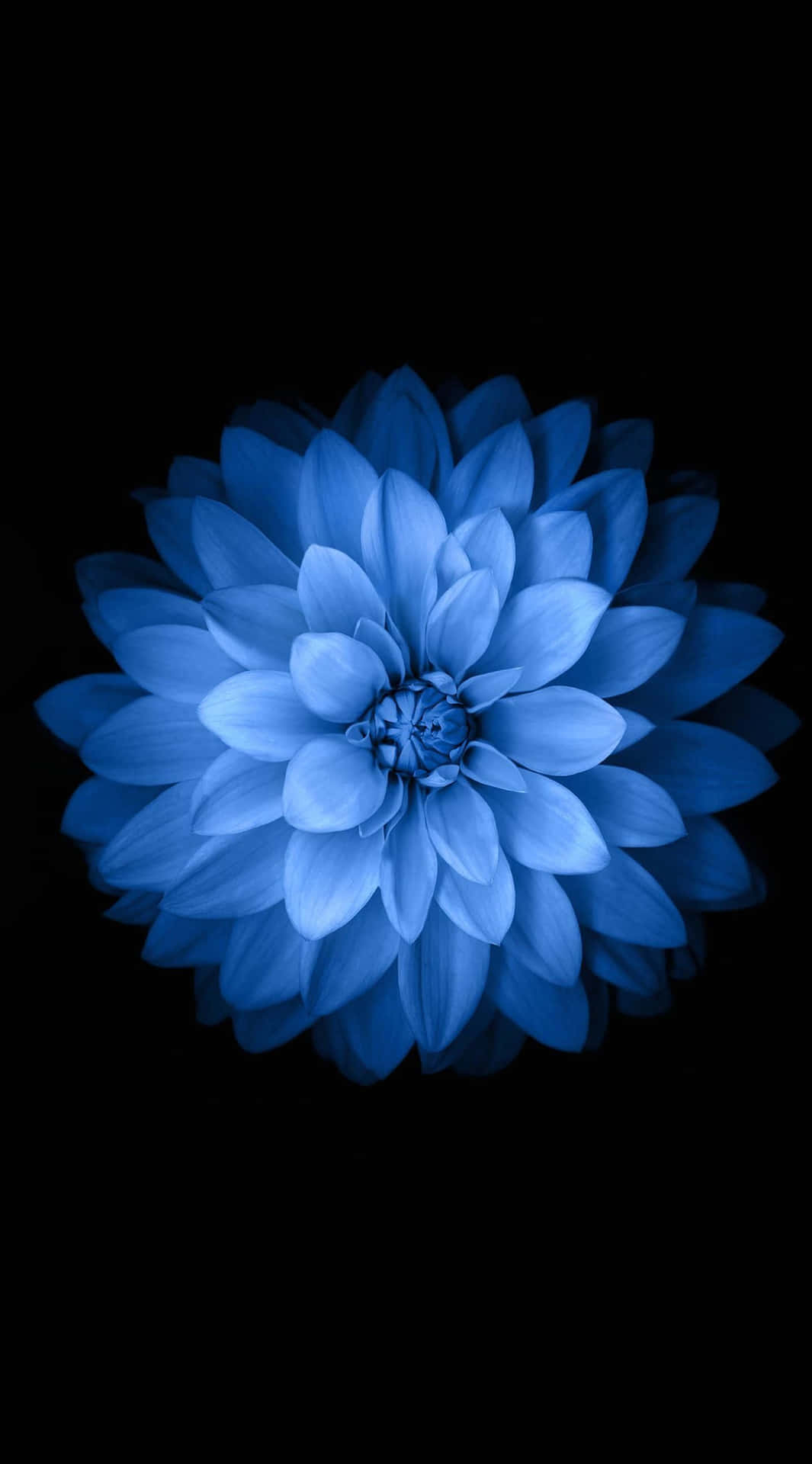 1070x1920 Download Standard Blue Flower For iPhone 6 Wallpaper, Phone