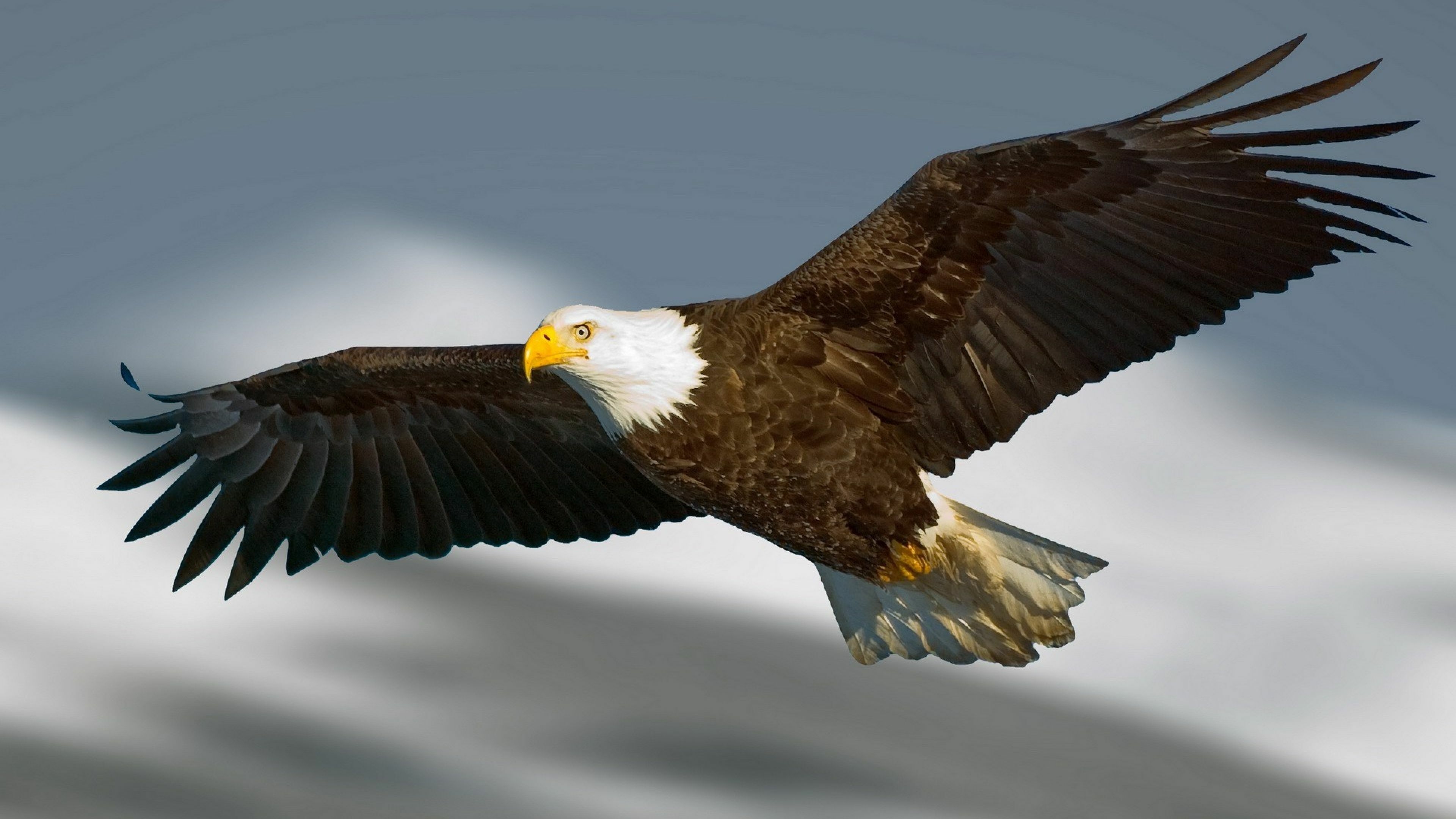 3840x2160 Eagle 4K wallpaper [DOWNLOAD FREE], Desktop