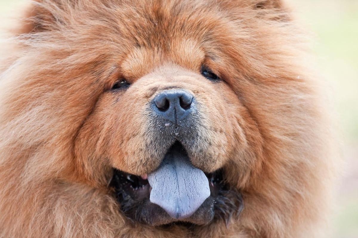 1200x800 Chow Chow Wallpaper (1200x 138.59 Kb), Desktop