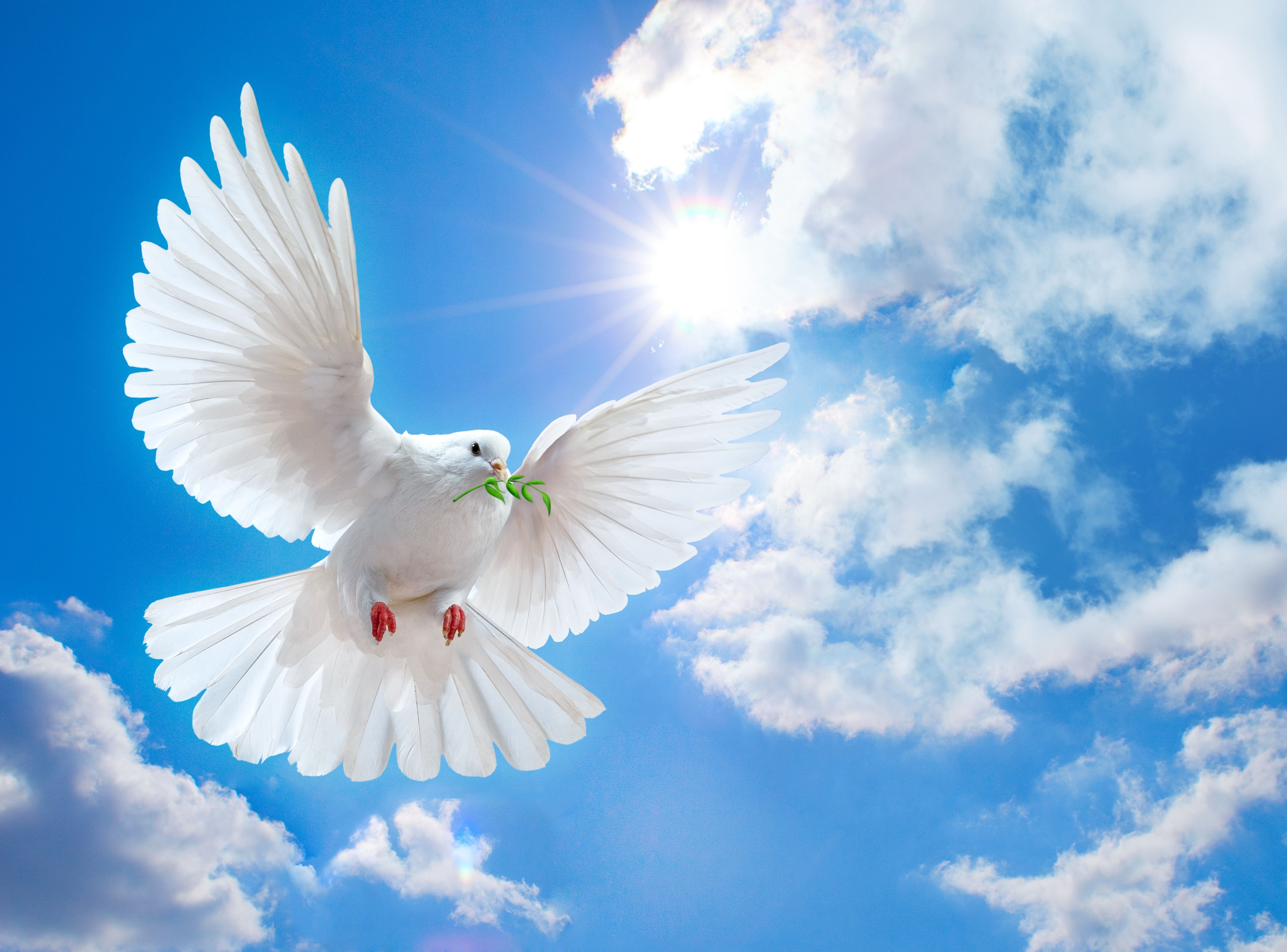 5000x3710 Peace Dove Wallpaper 3 X 3701, Desktop