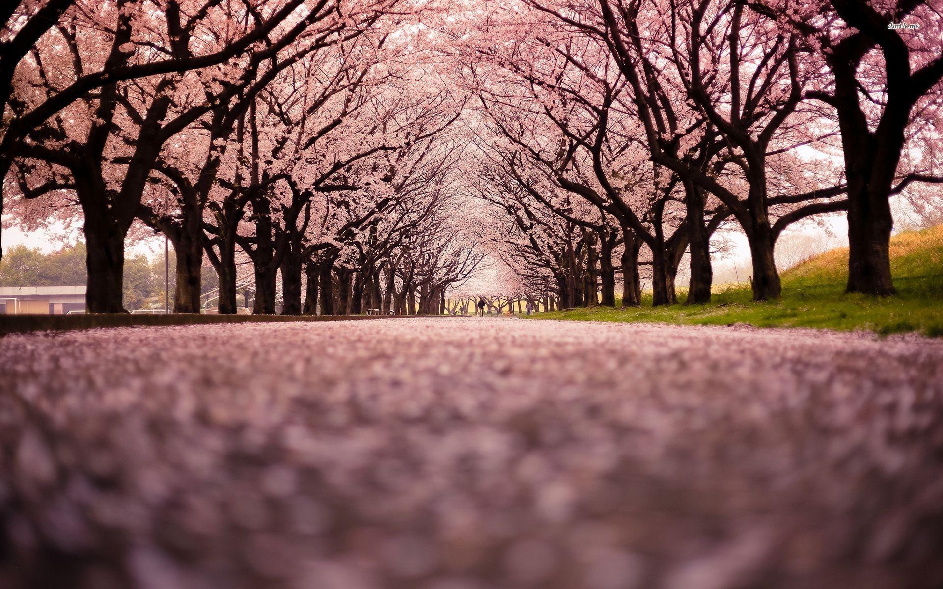 1920x1200 Cherry Blossom Tree 16 HD Wallpaper. Modern Asian Artisan. Cherry, Desktop