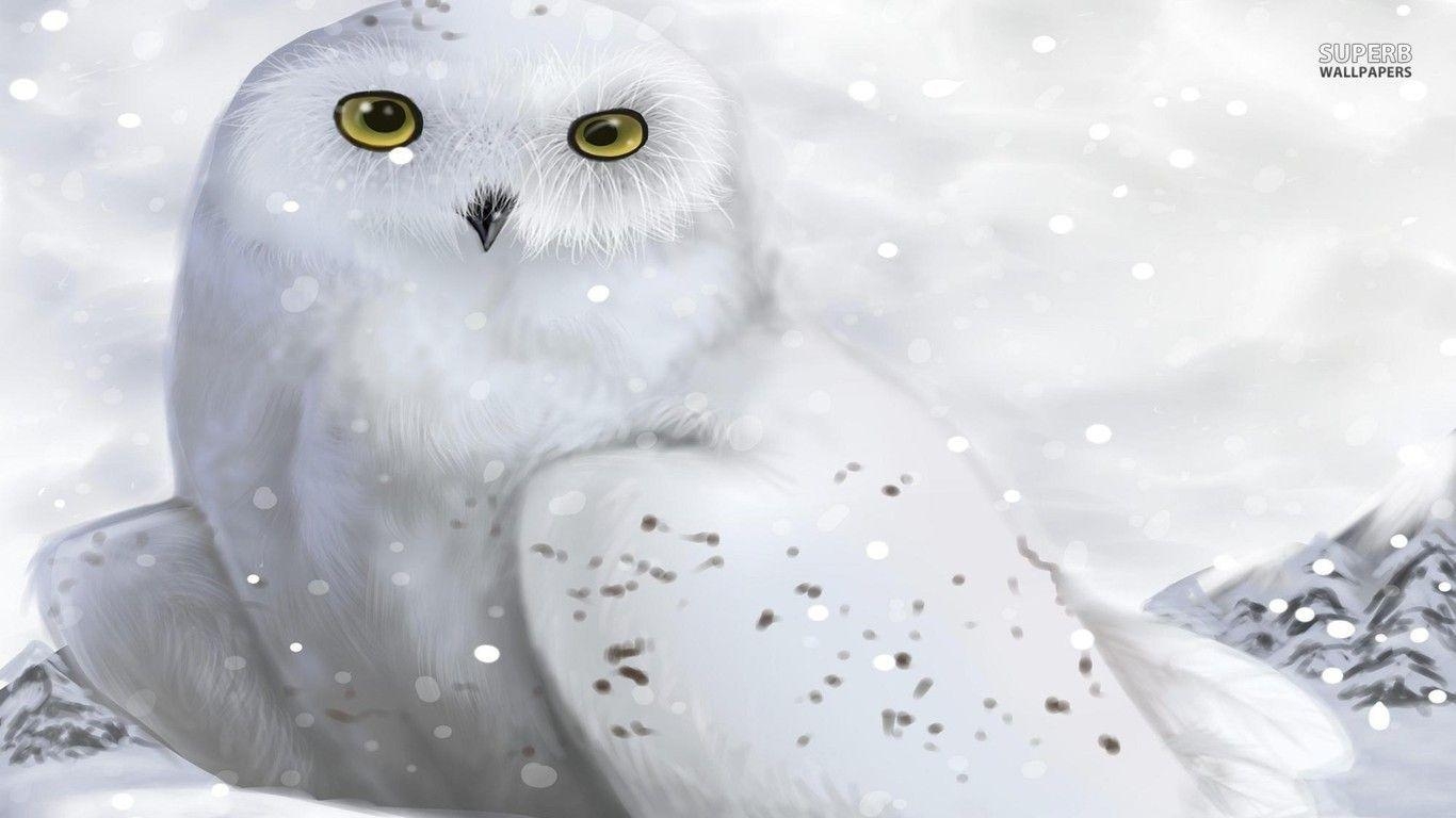 1370x770 White owl wallpaper wallpaper - #, Desktop