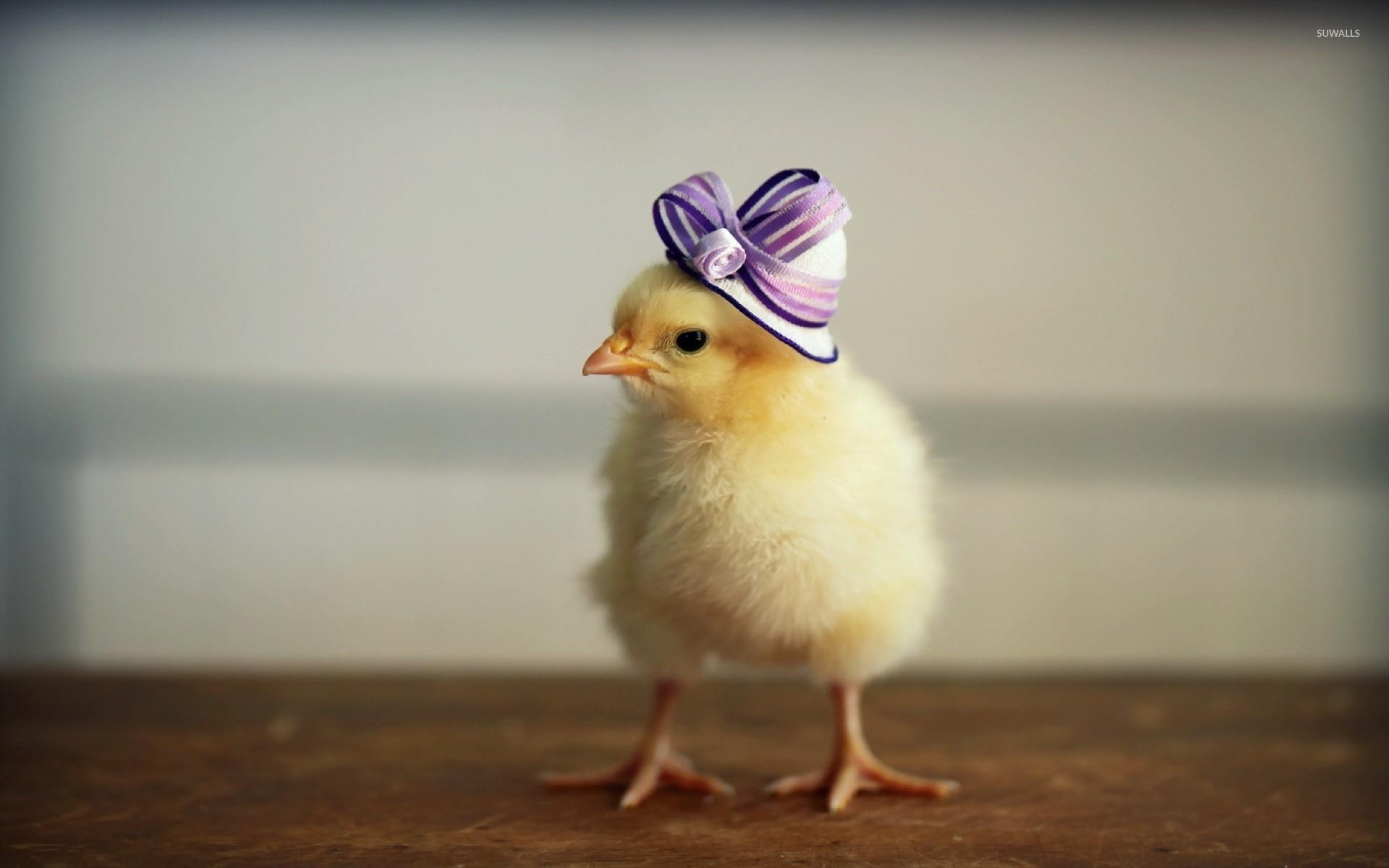 1920x1200 Chick with a purple hat wallpaper wallpaper, Desktop