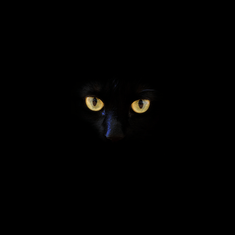 1000x1000 Black Cat Picture. Download Free Image, Phone