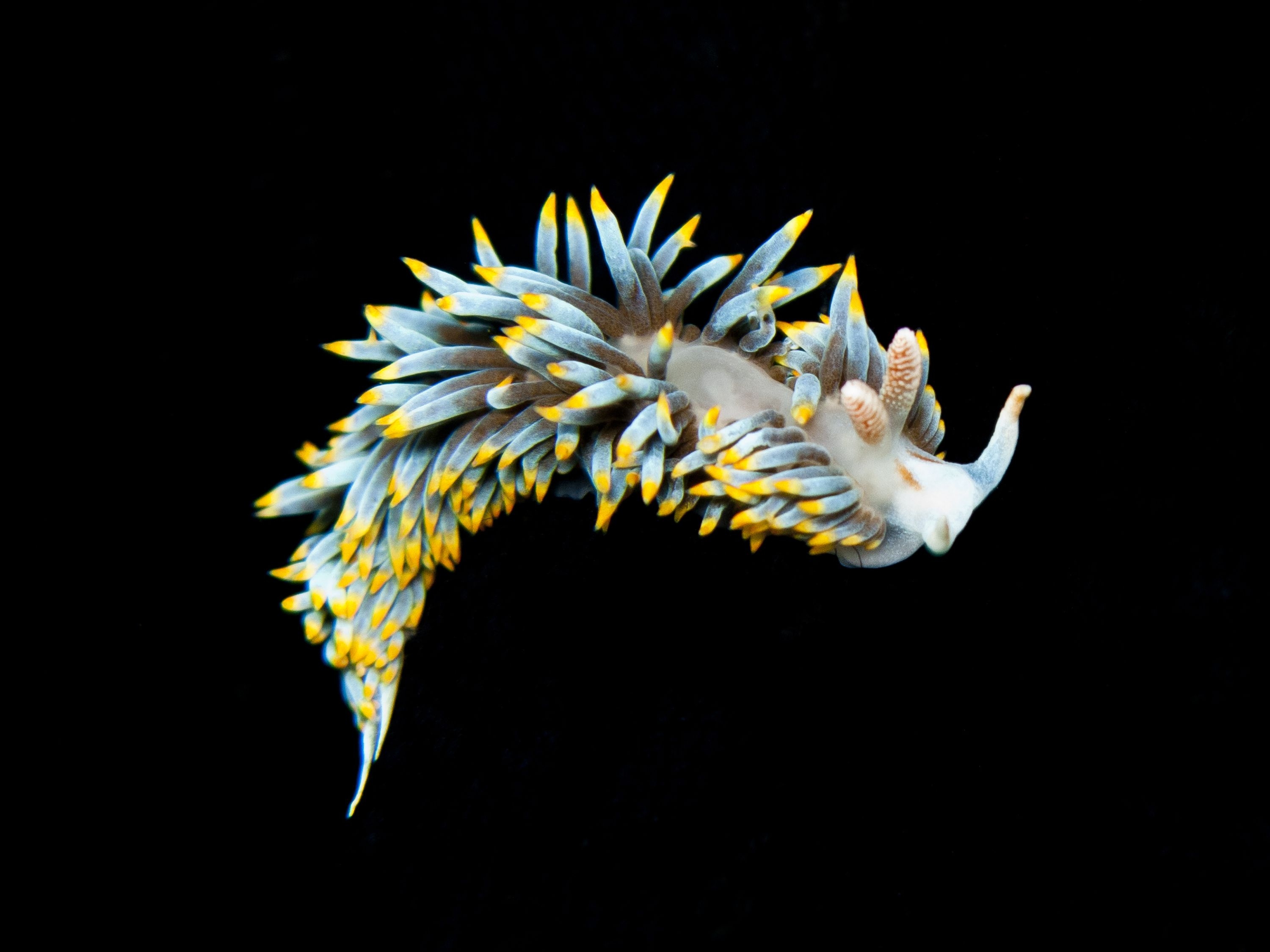 3000x2250 nudibranch seaslug, Desktop