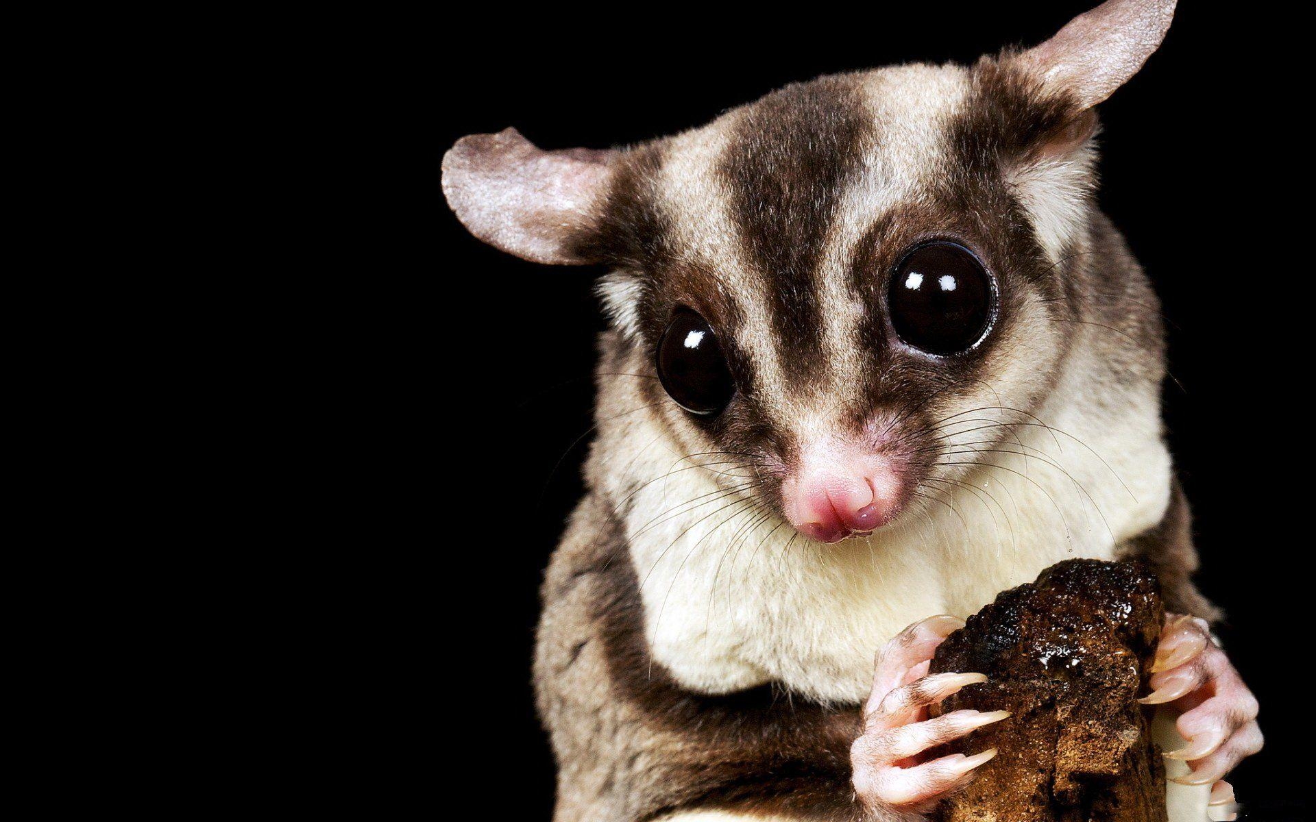 1920x1200 Sugar Glider HD Wallpaper, Desktop