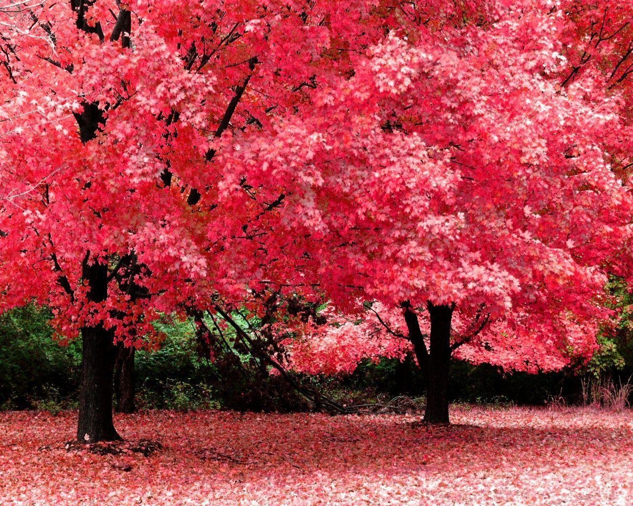 1280x1030 Pink Tree Wallpaper, Desktop