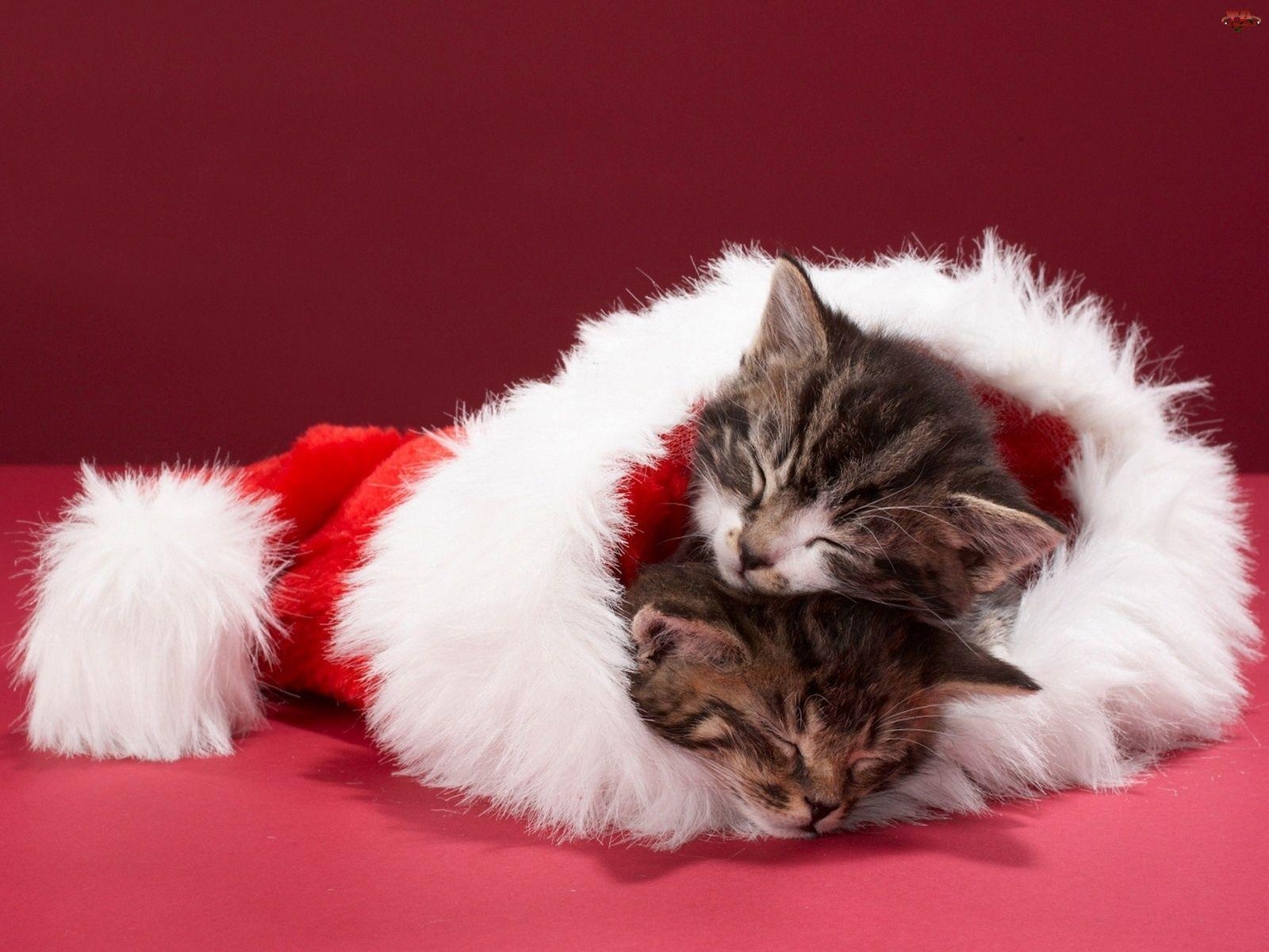 1600x1200 Kittens Wallpaper Christmas HD Wallpaper, Background Image, Desktop